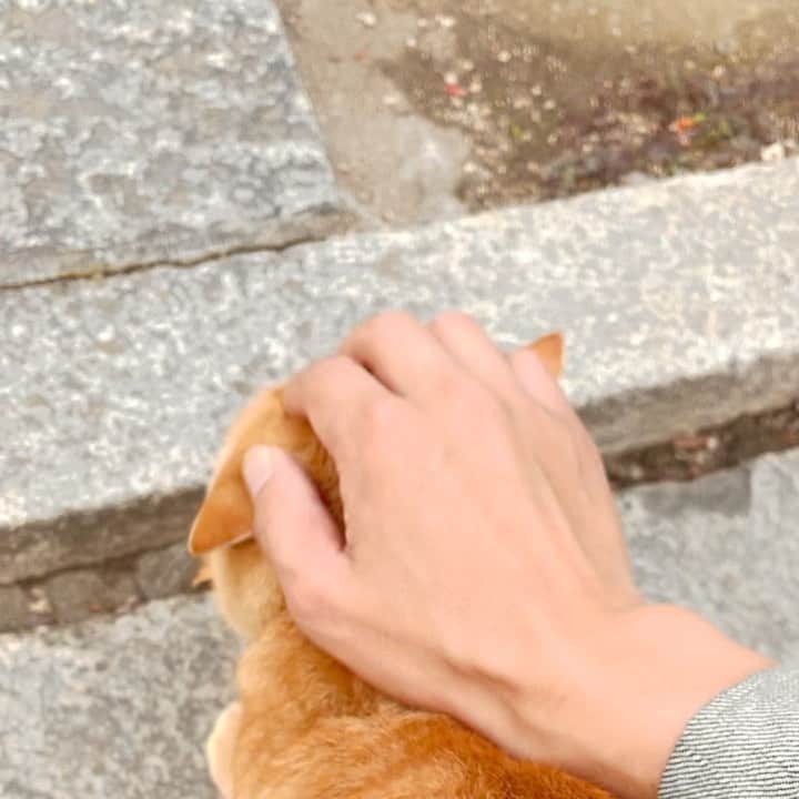 のインスタグラム：「めっちゃ楽しい #神社猫」
