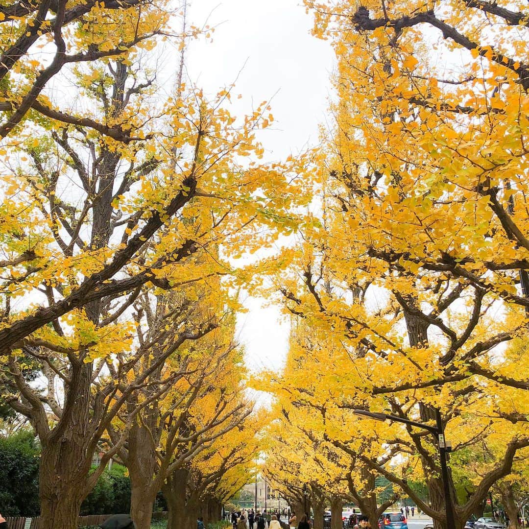chinatsu614さんのインスタグラム写真 - (chinatsu614Instagram)「It's a yellow kinda day!! #yellow #autumn #autumnleaves #autumncolors #tokyo ・ ・ ・  ギリギリセーフ。笑　  駆け込みで 外苑前の銀杏並木へ。  3連休、たくさんの人に踏まれたイチョウの葉が いい具合に粉々になって黄色い歩道になってました。笑  ・ ・ ・ #ストール はこっちにしたよ♩ #外苑前いちょう並木 #外苑前銀杏並木  #外苑前 #銀杏並木」11月24日 17時09分 - chinatsu614