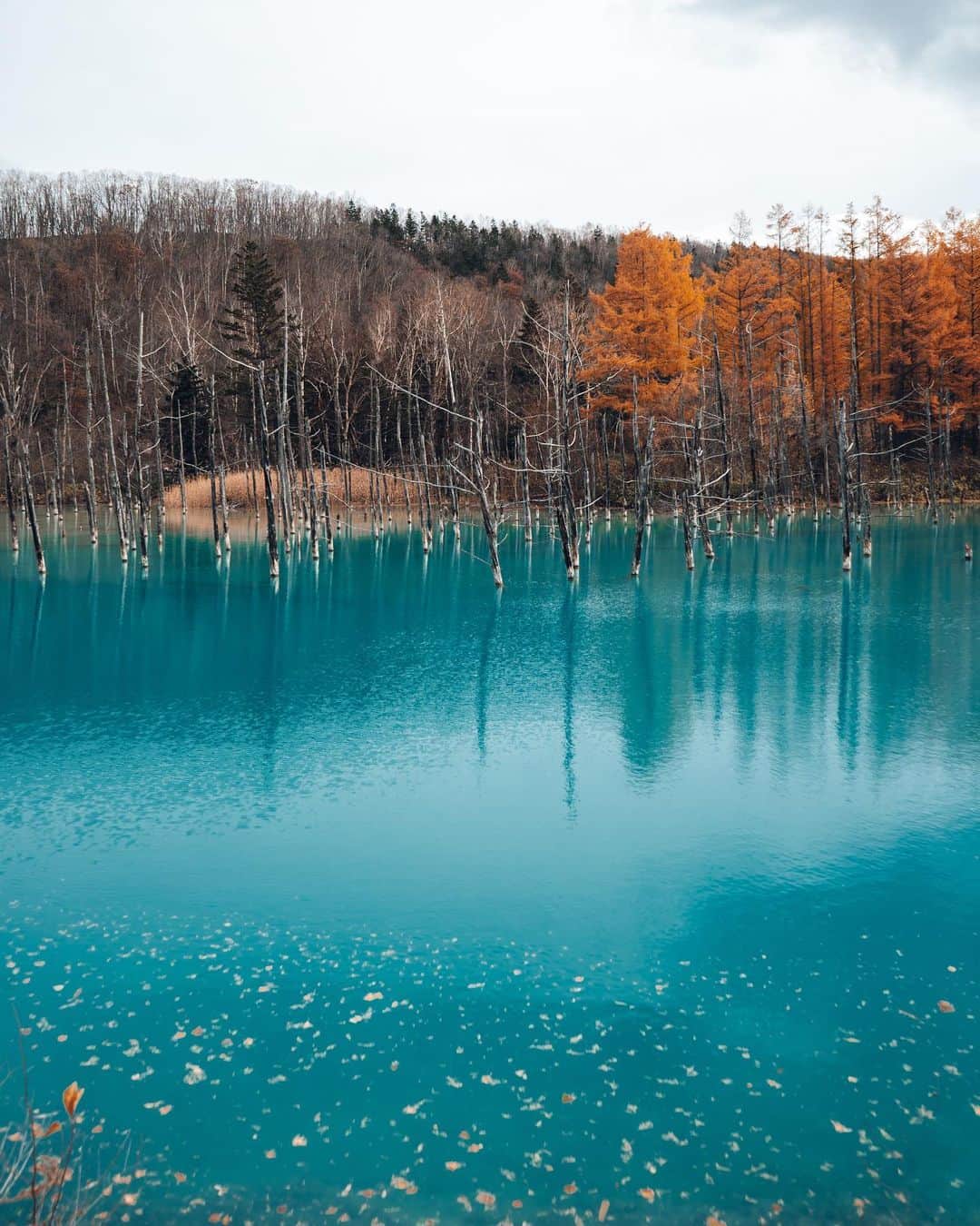 _msy_tさんのインスタグラム写真 - (_msy_tInstagram)「Shirogane Blue Pond.」11月24日 17時03分 - masaya_takigawa