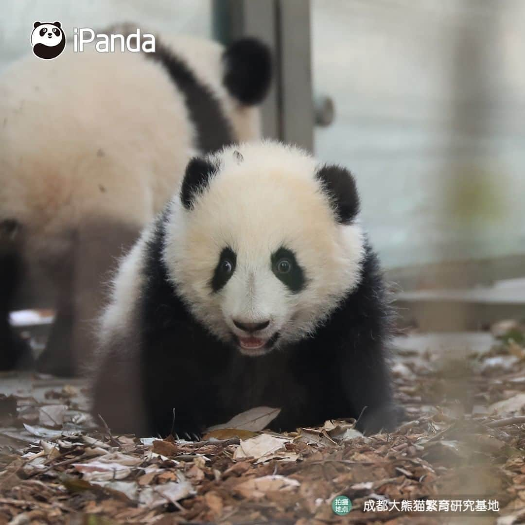 iPandaさんのインスタグラム写真 - (iPandaInstagram)「We are playing hide-and-seek in the playground. When I open my eyes, I panic for a second to find nobody around. But while I turn my head back, oh, there you are! (He Ye) 🐼 🐼 🐼 #Panda #iPanda #Cute #PandaPic #HowGiantPandasGrowUp」11月24日 17時30分 - ipandachannel