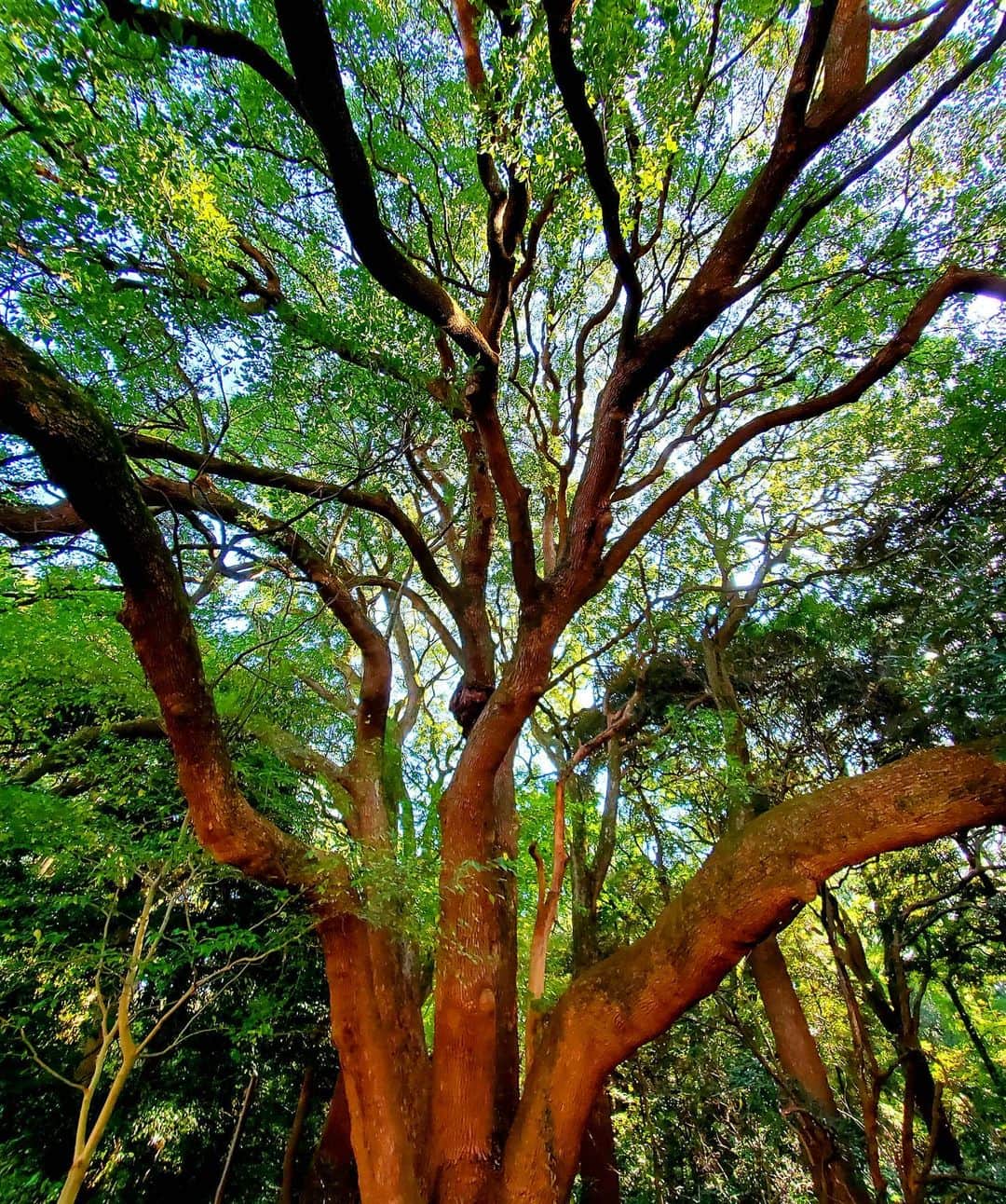市川笑野のインスタグラム：「とてもパワーを感じた木 #神宮の森 #tokyo #japan」