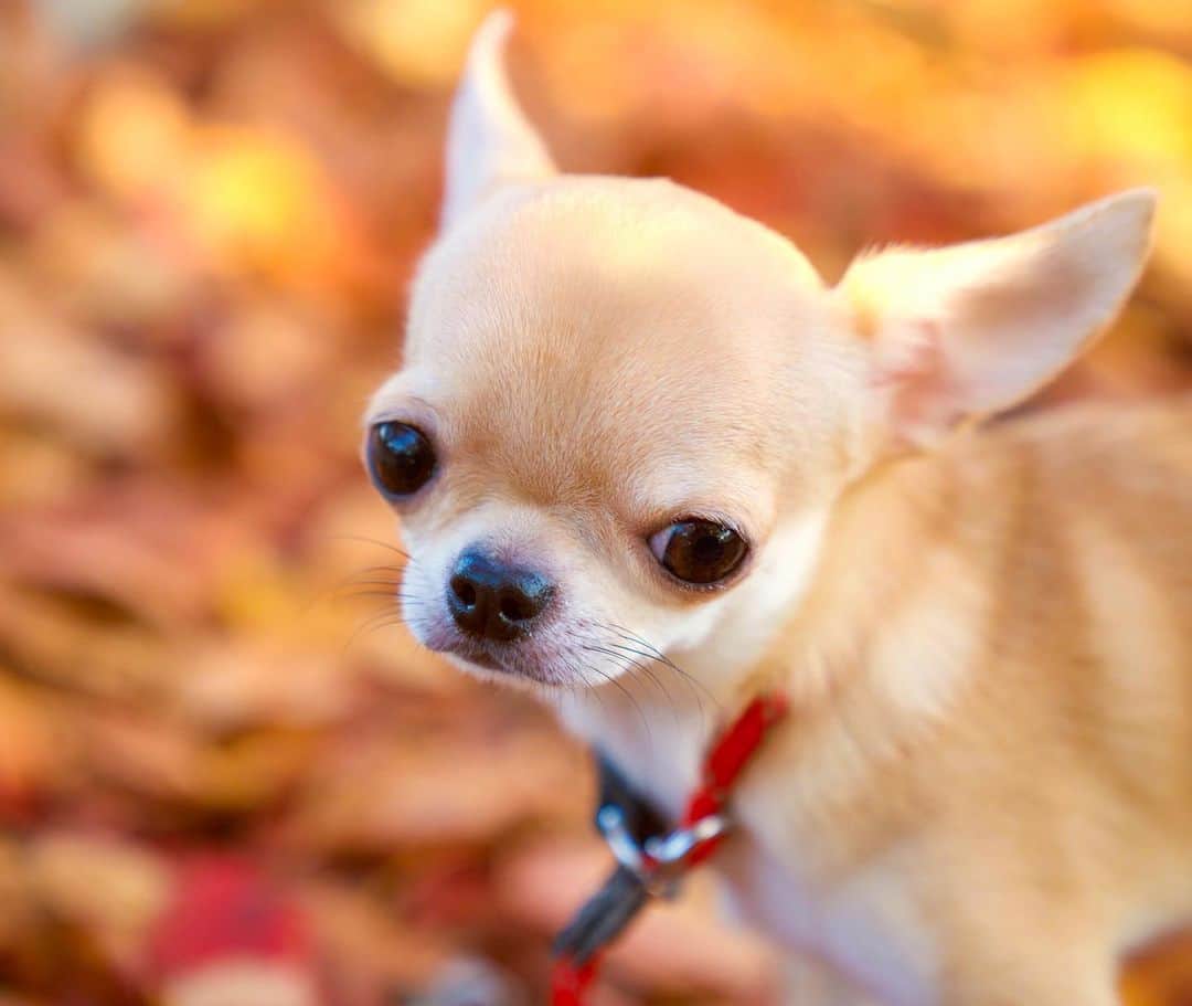 Kiyoのインスタグラム：「♔ Mike ♔ 落ち葉とミケ🍂 ミケが小さいときは世の中が自粛中で なかなかお外に連れて行ってあげられなかったので お散歩が苦手になってしまいました これからちょっとずつ慣れていこうね😊 ♔ #puppy#puppies#puppiesofinstagram#dog#dogs#dogsofinstagram#dogstagram#doglover#dogsofinstaworld#dog_features#instadog#instagramdogs#ilovemydog#chihuahua#chihuahuasofinstagram#chihuahualove#chihuahualife#dogsofbark#weeklyfluff#barked#animalsco#IGersJP#instagramjapan#todayswanko#pecoいぬ部#チワワ部#チワワ#スムチー#decocoの子はみんな可愛すぎる ♔」