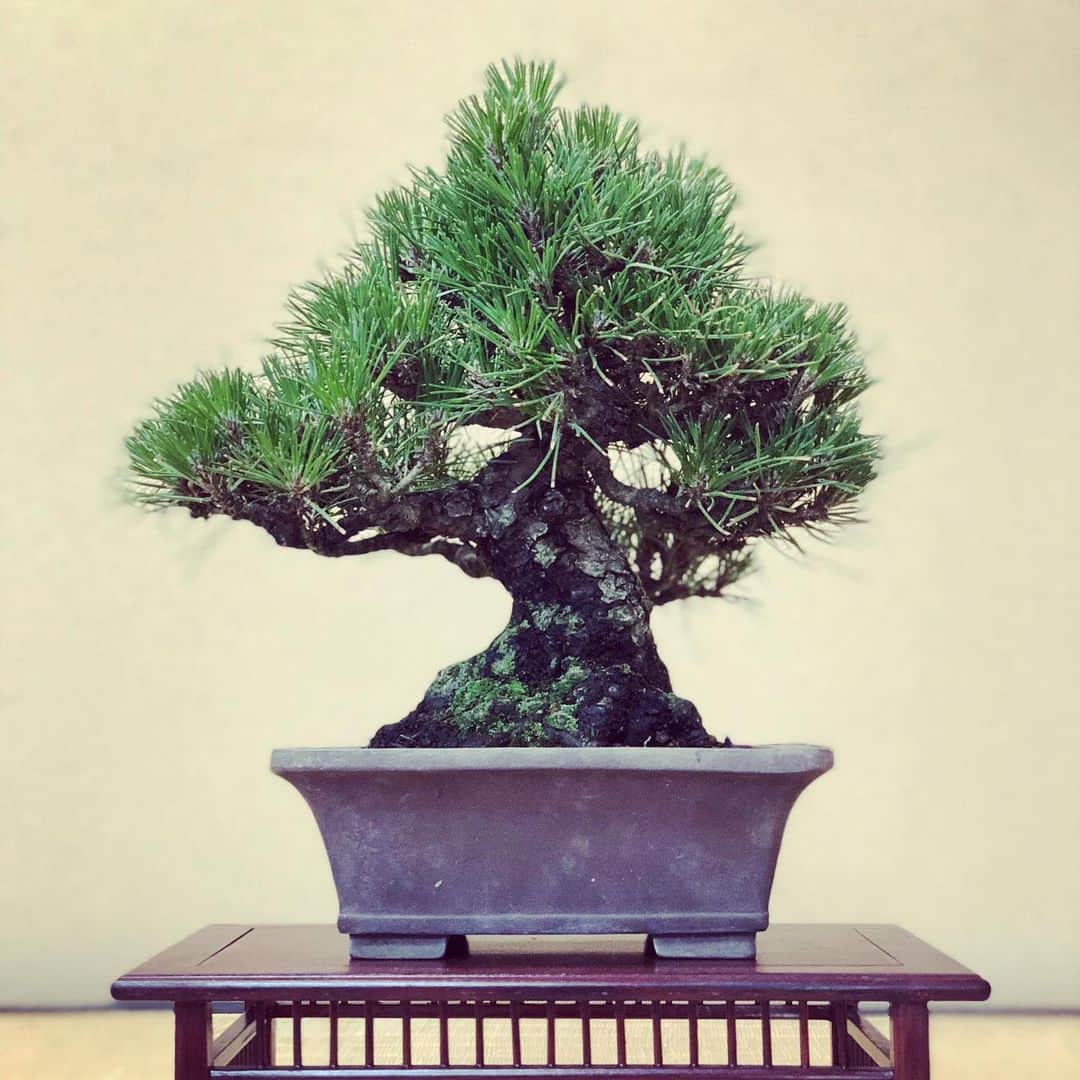 秋山真太郎さんのインスタグラム写真 - (秋山真太郎Instagram)「November 2020 ↓ July 2020 ↓ July 2018 This superb black pine was given by the world bonsai master Kunio Kobayashi✨ He said it has a great potentiality like you🍁 "individuality" "dignity" "harmony" these are the 3 guidelines needed for Bonsai. It's like a human's life #bonsai#bonsaiactor#盆栽#黒松#blackpine#japan#japanculture#분재#kuniokobayashi#shunkaen」11月24日 18時05分 - shintaro_akiyama_official