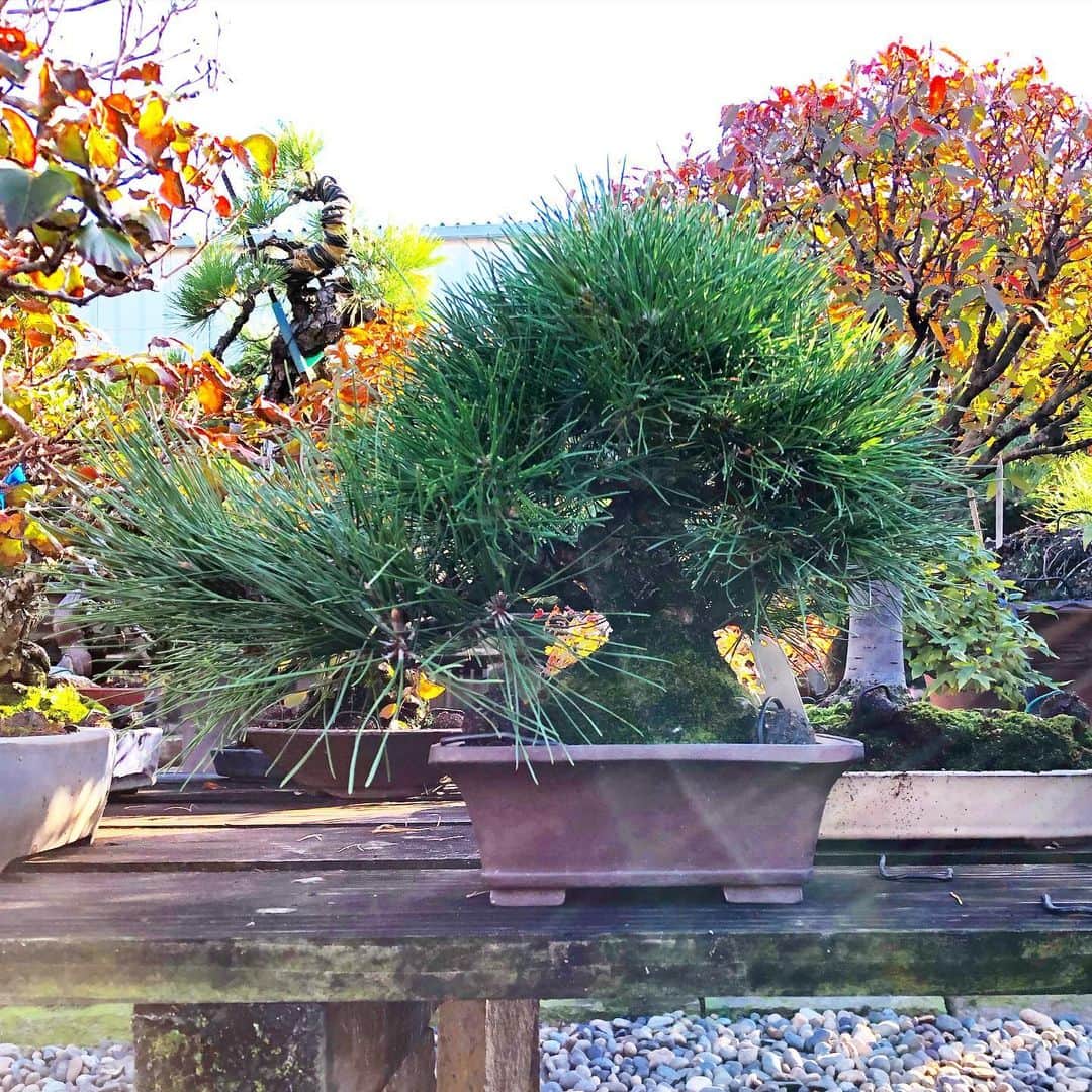 秋山真太郎さんのインスタグラム写真 - (秋山真太郎Instagram)「November 2020 ↓ July 2020 ↓ July 2018 This superb black pine was given by the world bonsai master Kunio Kobayashi✨ He said it has a great potentiality like you🍁 "individuality" "dignity" "harmony" these are the 3 guidelines needed for Bonsai. It's like a human's life #bonsai#bonsaiactor#盆栽#黒松#blackpine#japan#japanculture#분재#kuniokobayashi#shunkaen」11月24日 18時05分 - shintaro_akiyama_official