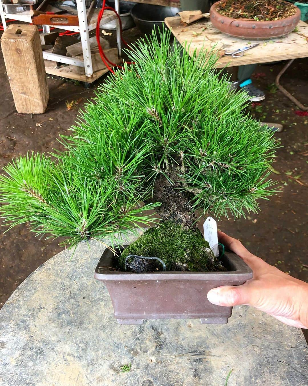 秋山真太郎さんのインスタグラム写真 - (秋山真太郎Instagram)「November 2020 ↓ July 2020 ↓ July 2018 This superb black pine was given by the world bonsai master Kunio Kobayashi✨ He said it has a great potentiality like you🍁 "individuality" "dignity" "harmony" these are the 3 guidelines needed for Bonsai. It's like a human's life #bonsai#bonsaiactor#盆栽#黒松#blackpine#japan#japanculture#분재#kuniokobayashi#shunkaen」11月24日 18時05分 - shintaro_akiyama_official