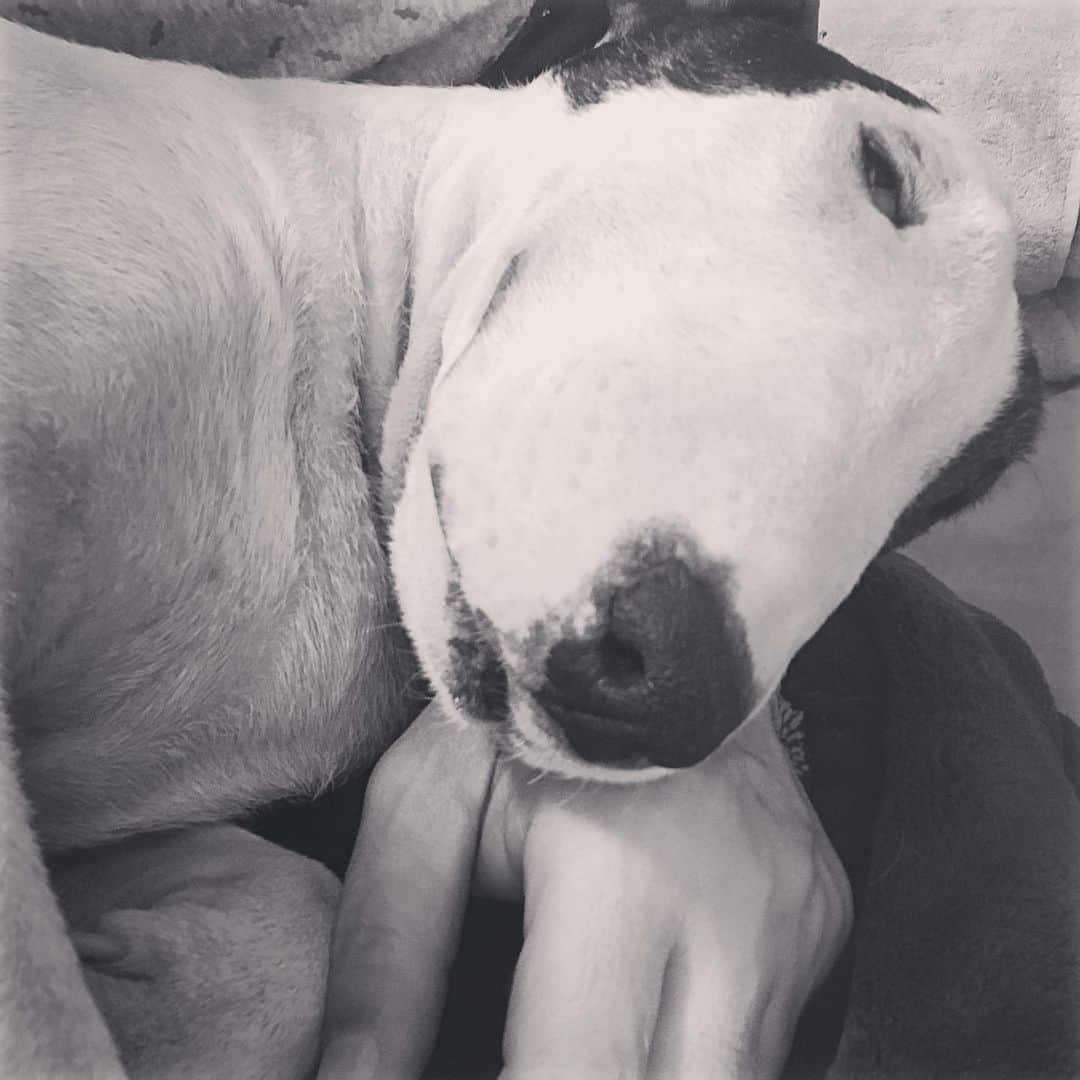 Q太郎さんのインスタグラム写真 - (Q太郎Instagram)「#minituru#bull#terrier#minibullterrier#miniturubullterrier#dog#dogstagram#cute#qtaro#love#family#ミニチュア#ブルテリア#ミニチュアブルテリア#Q太郎」11月24日 18時08分 - qtaro.jun
