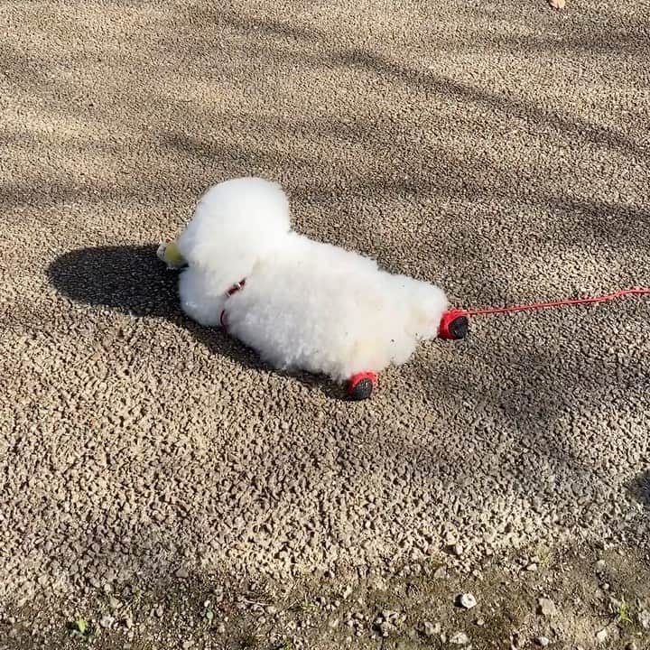 ゆうのインスタグラム：「. . オモチャ🤖でプピプピ遊ぶ ↓ オヤツの誘惑に負ける🍪 ↓ オモチャ🤖でプピプピ遊ぶ . . . #幸せローテーション #魅惑の後ろ足❤️ . . .」