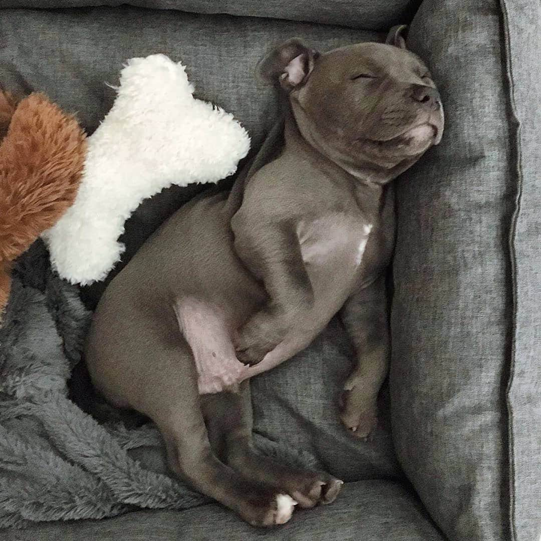 Pit Bull - Fansのインスタグラム：「😪 @sumothestaffy」