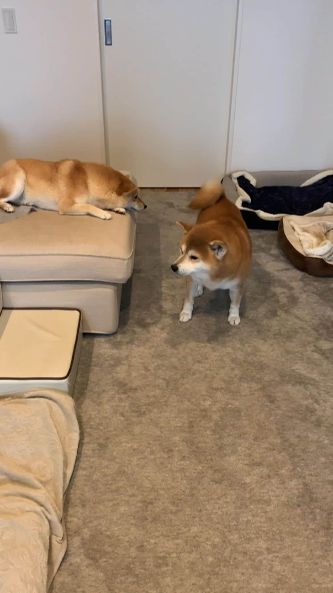 shibainu berryのインスタグラム