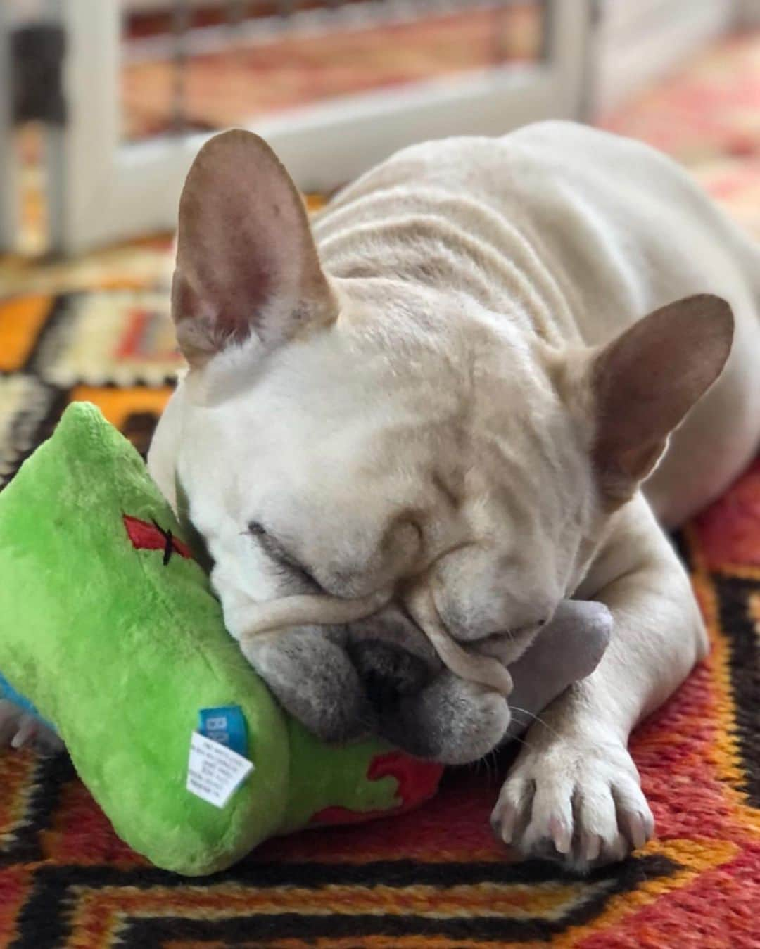 Rodner Figueroaさんのインスタグラム写真 - (Rodner FigueroaInstagram)「My baby!!! 🐶 Carlota!!! Amo verte feliz con su juguete!!! #frenchie #frenchbulldog #frenchiesofinstagram #napoleonandcarlota」11月24日 9時59分 - rodnerfigueroa