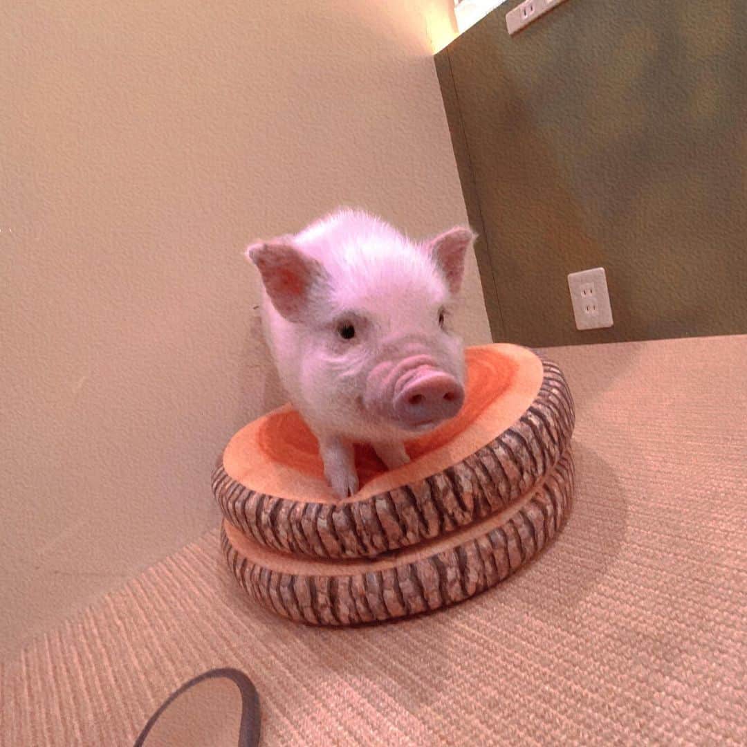 梨衣名さんのインスタグラム写真 - (梨衣名Instagram)「Mood🐷❤️  #ベイブ  #animallover #pig #piggy #relaxしまくり🧚‍♀️🪄  「ミニブタカフェ行ったよ〜」って海外の英語の先生に説明したら、「そこで豚食べれるの？」って聞かれた。ブタをペットとしての発想がない国だったわ。。。  奥の子、撫でるの手伝ってくれてて可愛い🐷💕」11月24日 10時18分 - leena3.1415926