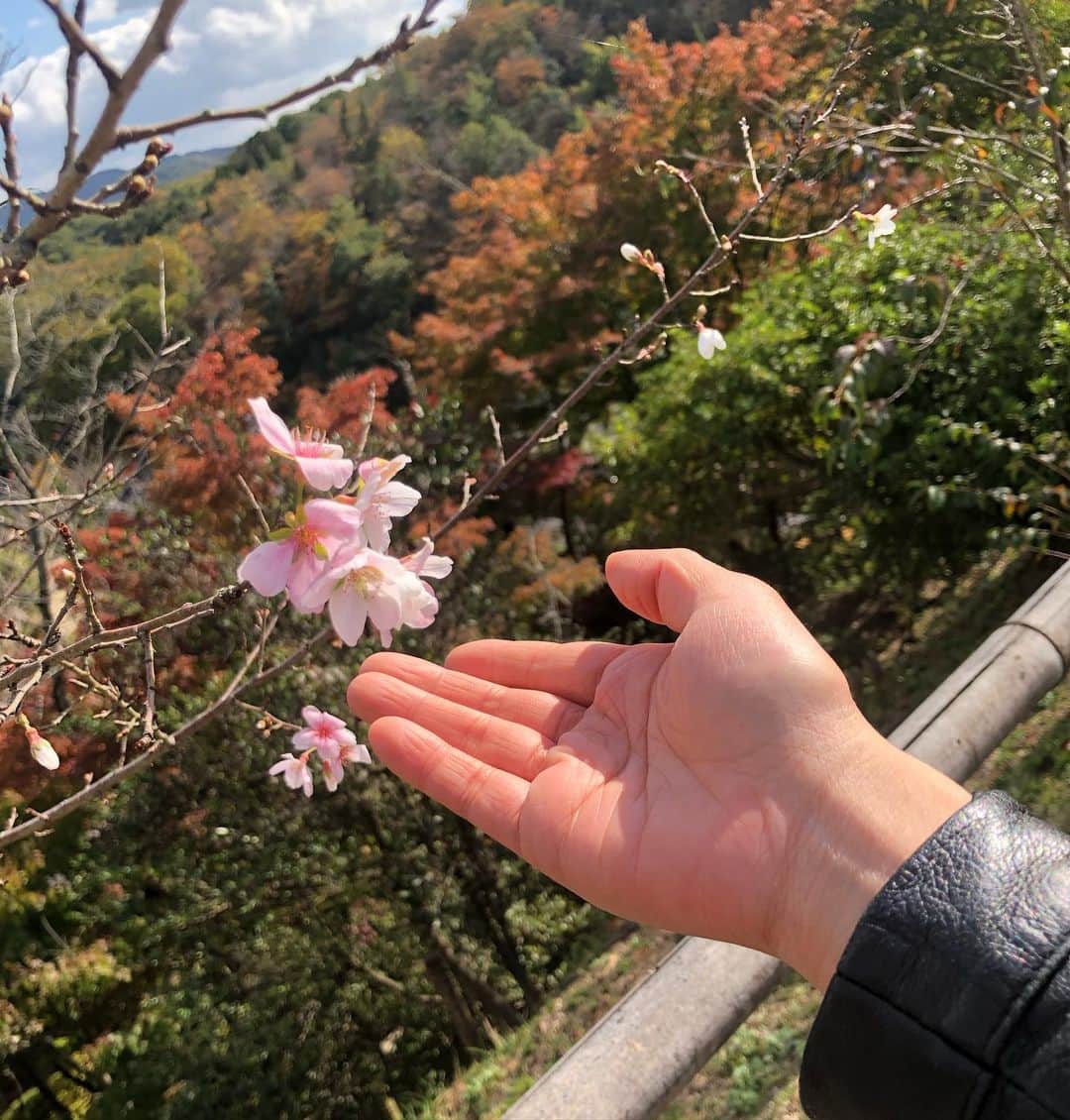 佐々木心音のインスタグラム：「紅葉と桜。 すごい組み合わせ。 . . . #momiji #sakura #japanese #shiki  #naturephotography #beautiful #japanesegirl #actress #singersongwriter #kokonesasaki  #桜と紅葉 #綺麗な景色 #不思議なコラボ #四季 #今年はあったかいね #旅をしたい #佐々木心音 #日本人でよかったシリーズ」
