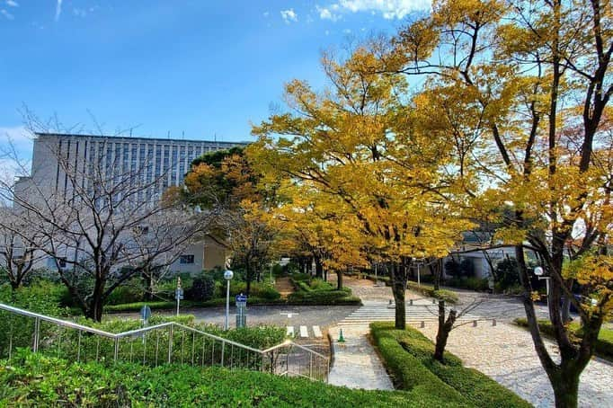 Soka Universityさんのインスタグラム写真 - (Soka UniversityInstagram)「Campus Seasonal Photos November ❸ 丹木の歳時記　霧月三 ⑴ Japanese maple・羽団扇楓(ハウチワカエデ) ⑵ Tulip tree・ユリノキ ⑶ Persimmons・柿(カキ) ⑷ Great egret・ダイサギ ⑸ Mallard duck・マガモ♂ ⑹ Path of Glory・栄光の道(エイコウノミチ) ⑺ Central Tower・本部棟(ホンブトウ) ⑻ Global Square・中央教育棟(チュウオウキョウイクトウ) ⑼ Back side of Global Square・中央教育棟裏手(チュウオウキョウイクトウウラテ) ⑽ Soka University Silk Road・創大シルクロード #discoversoka #sodaigram #sokauniversity #hachioji #tokyo #campuslife #universitycampus #fall2020 #autumndays #fourseasonsvibes #naturephotograpy #environmental #創価大学 #八王子 #キャンパス #大学 #秋2020 #紅葉🍁 #四季 #環境 #環境に優しい」11月24日 10時21分 - sokauniversity