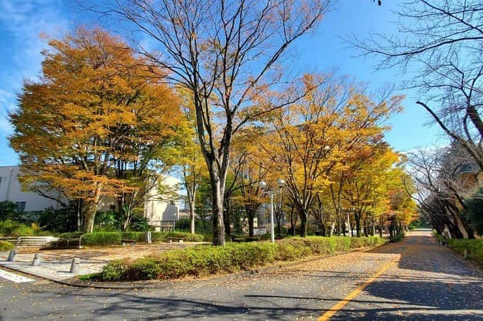 Soka Universityさんのインスタグラム写真 - (Soka UniversityInstagram)「Campus Seasonal Photos November ❸ 丹木の歳時記　霧月三 ⑴ Japanese maple・羽団扇楓(ハウチワカエデ) ⑵ Tulip tree・ユリノキ ⑶ Persimmons・柿(カキ) ⑷ Great egret・ダイサギ ⑸ Mallard duck・マガモ♂ ⑹ Path of Glory・栄光の道(エイコウノミチ) ⑺ Central Tower・本部棟(ホンブトウ) ⑻ Global Square・中央教育棟(チュウオウキョウイクトウ) ⑼ Back side of Global Square・中央教育棟裏手(チュウオウキョウイクトウウラテ) ⑽ Soka University Silk Road・創大シルクロード #discoversoka #sodaigram #sokauniversity #hachioji #tokyo #campuslife #universitycampus #fall2020 #autumndays #fourseasonsvibes #naturephotograpy #environmental #創価大学 #八王子 #キャンパス #大学 #秋2020 #紅葉🍁 #四季 #環境 #環境に優しい」11月24日 10時21分 - sokauniversity