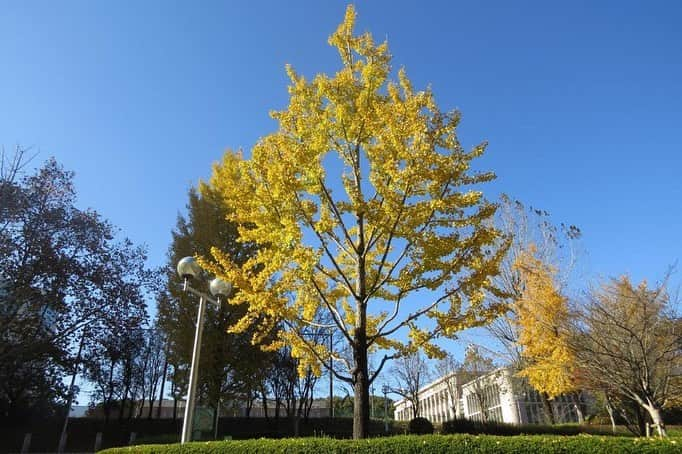 Soka Universityさんのインスタグラム写真 - (Soka UniversityInstagram)「Campus Seasonal Photos November ❸ 丹木の歳時記　霧月三 ⑴ Japanese maple・羽団扇楓(ハウチワカエデ) ⑵ Tulip tree・ユリノキ ⑶ Persimmons・柿(カキ) ⑷ Great egret・ダイサギ ⑸ Mallard duck・マガモ♂ ⑹ Path of Glory・栄光の道(エイコウノミチ) ⑺ Central Tower・本部棟(ホンブトウ) ⑻ Global Square・中央教育棟(チュウオウキョウイクトウ) ⑼ Back side of Global Square・中央教育棟裏手(チュウオウキョウイクトウウラテ) ⑽ Soka University Silk Road・創大シルクロード #discoversoka #sodaigram #sokauniversity #hachioji #tokyo #campuslife #universitycampus #fall2020 #autumndays #fourseasonsvibes #naturephotograpy #environmental #創価大学 #八王子 #キャンパス #大学 #秋2020 #紅葉🍁 #四季 #環境 #環境に優しい」11月24日 10時21分 - sokauniversity