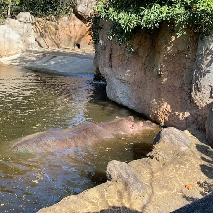 のインスタグラム：「🦛🦛🦛  #カバ#河馬 #カバの漢字初めて知った #子供の頃から来てるけど #また新しい発見 #遊園地も動物園も楽しめて #600円#遊園地の乗り物はもちろん別料金だよ #カバ最強説」