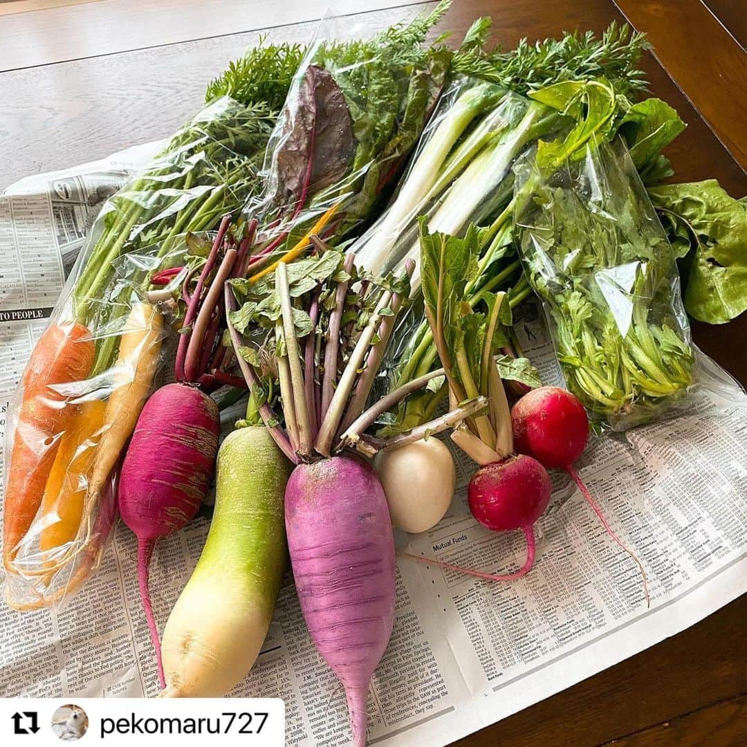 菅野広恵さんのインスタグラム写真 - (菅野広恵Instagram)「＊＊＊﻿ 【カラフル野菜で時短に1品】﻿ あと1品欲しい時にも特に便利なのが、﻿ 美味しい味の濃い野菜✨﻿ 野菜本来の味が美味しいからこそ、﻿ シンプルな料理で充分美味しく♪﻿ ﻿※料理がそこまで得意ではないので、毎回映えではない写真を失礼します🙏 我が家は、時短、美味しく、栄養を考えたをテーマに献立を心がけてます🌸  ---recipe---﻿ 今回使ったのは、美肌効果抜群なスイスチャードと、ラディッシュ🥬﻿ ラディッシュは小さい子には生だと少し辛いけど、加熱さえすれば甘くて食べやすいので、今回は、レンチンで甘く、子供も食べやすい温野菜サラダ風♪﻿ ﻿ 🔶材料﻿ 1.スイスチャード﻿ 2.ラディッシュ﻿ 3.ごま油﻿ 4.塩昆布﻿ ﻿ 🔶作り方﻿ ①スイスチャードはぶつ切りに、ラディッシュは輪切りに細く切ります。﻿ ﻿ ②タッパーに入れてごま油一回し程度、塩昆布大さじ1程度入れて混ぜ合わせ3分レンジでチン！﻿ ﻿ ③はい、出来上がり♡﻿ ﻿ -----﻿ @vegetaiment ベジ通販より鈴也ファームさんのカラフル野菜BOX販売中です🍅﻿ ﻿ その時に1番美味しい状態の旬のお野菜を8種類以上入ったお任せBOXにはなりますが、﻿ もしこの野菜は絶対入れて欲しい！﻿ など希望があればお問い合わせください😊﻿ ﻿ @suzunari_farm さんのカラフル野菜をこの機会により多くの方に知って頂く機会になれば嬉しいです😊✨﻿ -----﻿ ﻿ ご購入は、　@vegetaiment  @hiroesugano プロフィールリンクよりご覧ください💁‍♀️﻿ ﻿ -----﻿ ﻿ ﻿ #横須賀野菜 #横須賀　#野菜　#カラフル野菜　#野菜BOX #減農薬　#減農薬野菜　#鈴也ファーム  #vegetaiment #ベジ通販　#こどもにやさしいごはん  #美味しい野菜　#産地直送　#農家直送　#農家直送野菜  #こどものいる暮らし  #幼児食  #食べる美容　#食べて綺麗に　#ダイエット　#スキンケア　#野菜料理　#カラフル野菜　#鮮度抜群　#甘い野菜　#レシピ付き  #ベジテイメント　#美肌効果　#温野菜　#スイスチャード　#ラディッシュ」11月24日 10時57分 - hiroesugano