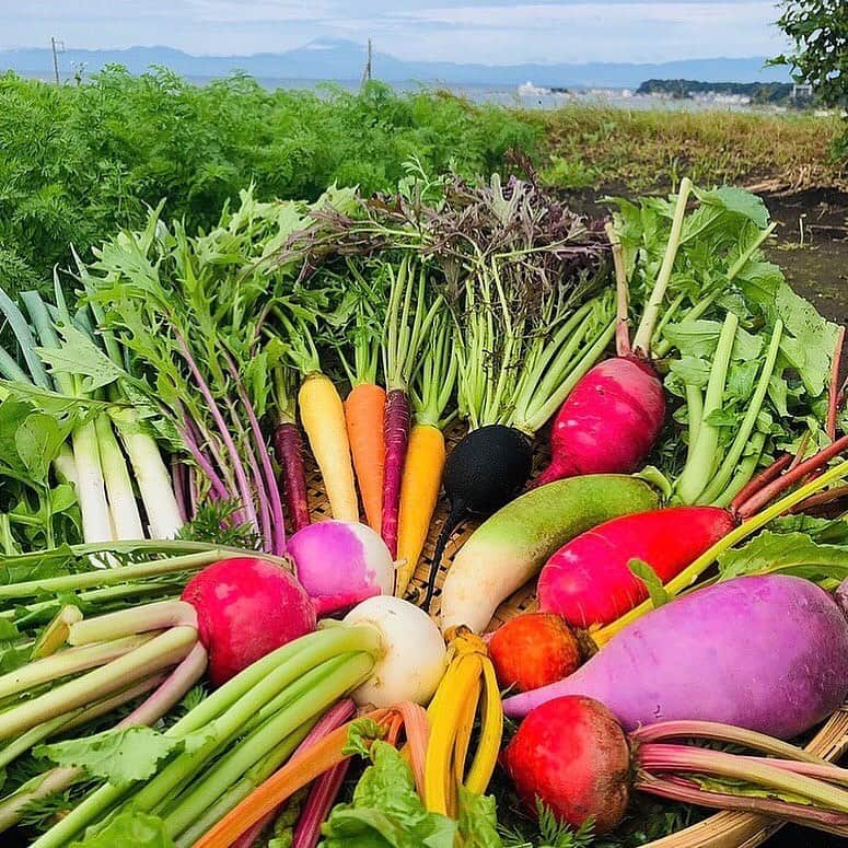 菅野広恵さんのインスタグラム写真 - (菅野広恵Instagram)「＊＊＊﻿ 【カラフル野菜で時短に1品】﻿ あと1品欲しい時にも特に便利なのが、﻿ 美味しい味の濃い野菜✨﻿ 野菜本来の味が美味しいからこそ、﻿ シンプルな料理で充分美味しく♪﻿ ﻿※料理がそこまで得意ではないので、毎回映えではない写真を失礼します🙏 我が家は、時短、美味しく、栄養を考えたをテーマに献立を心がけてます🌸  ---recipe---﻿ 今回使ったのは、美肌効果抜群なスイスチャードと、ラディッシュ🥬﻿ ラディッシュは小さい子には生だと少し辛いけど、加熱さえすれば甘くて食べやすいので、今回は、レンチンで甘く、子供も食べやすい温野菜サラダ風♪﻿ ﻿ 🔶材料﻿ 1.スイスチャード﻿ 2.ラディッシュ﻿ 3.ごま油﻿ 4.塩昆布﻿ ﻿ 🔶作り方﻿ ①スイスチャードはぶつ切りに、ラディッシュは輪切りに細く切ります。﻿ ﻿ ②タッパーに入れてごま油一回し程度、塩昆布大さじ1程度入れて混ぜ合わせ3分レンジでチン！﻿ ﻿ ③はい、出来上がり♡﻿ ﻿ -----﻿ @vegetaiment ベジ通販より鈴也ファームさんのカラフル野菜BOX販売中です🍅﻿ ﻿ その時に1番美味しい状態の旬のお野菜を8種類以上入ったお任せBOXにはなりますが、﻿ もしこの野菜は絶対入れて欲しい！﻿ など希望があればお問い合わせください😊﻿ ﻿ @suzunari_farm さんのカラフル野菜をこの機会により多くの方に知って頂く機会になれば嬉しいです😊✨﻿ -----﻿ ﻿ ご購入は、　@vegetaiment  @hiroesugano プロフィールリンクよりご覧ください💁‍♀️﻿ ﻿ -----﻿ ﻿ ﻿ #横須賀野菜 #横須賀　#野菜　#カラフル野菜　#野菜BOX #減農薬　#減農薬野菜　#鈴也ファーム  #vegetaiment #ベジ通販　#こどもにやさしいごはん  #美味しい野菜　#産地直送　#農家直送　#農家直送野菜  #こどものいる暮らし  #幼児食  #食べる美容　#食べて綺麗に　#ダイエット　#スキンケア　#野菜料理　#カラフル野菜　#鮮度抜群　#甘い野菜　#レシピ付き  #ベジテイメント　#美肌効果　#温野菜　#スイスチャード　#ラディッシュ」11月24日 10時57分 - hiroesugano