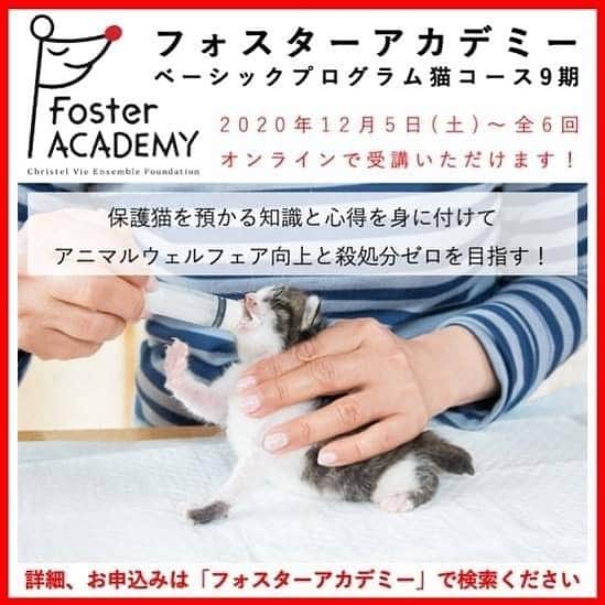 滝川クリステルさんのインスタグラム写真 - (滝川クリステルInstagram)「興味のある方、行動をどう起こせばいいか悩んでるいる方、覗いてみてください😊  [受講受付中です！]  皆さんはご存知でしょうか？ 平成30年度に日本で殺処分された38,444頭の8割を猫が占めています。  1人でも多くの方が飼い主のいない猫に関心を寄せ、その活動に関わっていただくことが、アニマルウェルフェアの向上と犬猫の殺処分ゼロを目指すためには必要です。  一般財団法人クリステル・ヴィ・アンサンブルでは 飼い主のいない猫を自宅で一時的に預かる「フォスター」や 各種動物ボランティアを増やすために、 フォスターアカデミー ベーシックプログラム猫コース9期を開催します。  今回も飼い主のいない猫たちのために最前線で活躍している方々を講師に迎え、 自宅で保護猫を預かるために必要な知識と、猫ボランティアとして活動するための心得をお話いただきます。  12月5日（土）から全6回、新型コロナウィルスの感染拡大を防ぐために、オンラインで開催しますので、全国どこからでも受講いただけます！ また受講者限定で、講座の動画を後日見直すことも出来ますので、もし開催日に参加出来ないという方も全6回ご受講いただくことが可能です！！  詳細、お申し込みはフォスターアカデミーのwebサイトから http://www.fosternet.org/  ▶︎「フォスターアカデミー」で検索ください。  #クリステル財団 #christelfoundation #christelvieensemblefoundation #フォスターアカデミー」11月24日 11時05分 - christeltakigawa