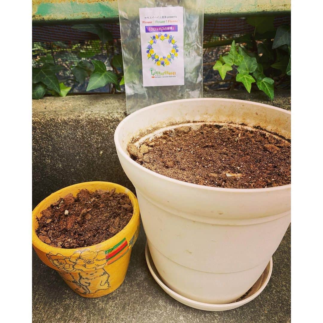 のインスタグラム：「ラララのコーナー「FLOWER×3」のアドバイザー野中さんとコラボ配信しながら自宅でクロッカスの球根の植え付けをしました。  途中ワタワタするとこもありましたが、無事完了。笑  さぁどうなるかな。 成長が楽しみです。  ラララのインスタアカウント @kmix_life にアーカイブ残しましたので、是非覗いてみてねー🌼  #kmix_flower  #kmix_life」