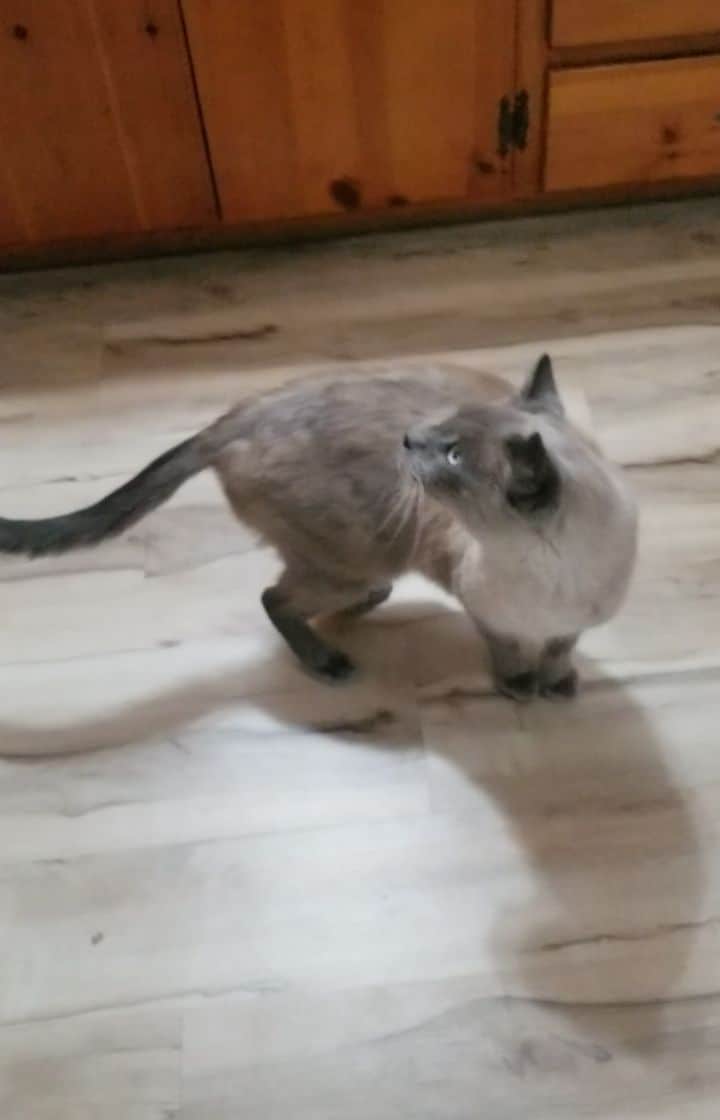 Garyのインスタグラム：「1. Hank is in the garage because he's a fucking disaster. 2. Gary once again proves he's the best cat in the world and the animal love of my life. 3. The back child support is not coming, Margo.」