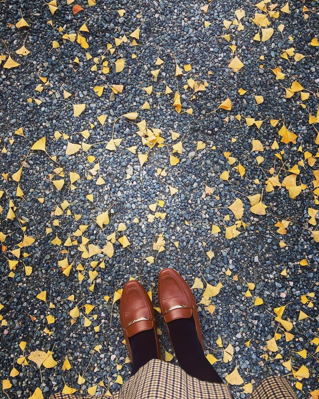 長谷部瞳のインスタグラム：「＊ 秋ですなぁ🍂  こないだ買った靴が 最近お気に入り👞 オータムカラーにぴったり。  本格的に寒くなりそうだから、今のうちに秋のおしゃれを楽しむのだ🍁  #いちょう並木 #秋コーデ #チェックスカート #オペラシューズ #orientaltraffic #散歩好き #アウトレット購入品 #寒いね」