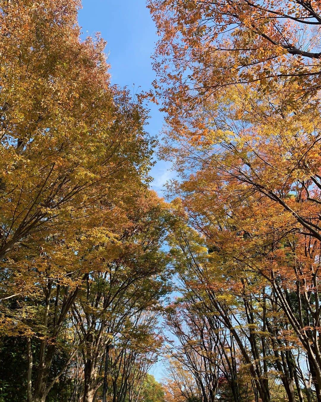 信太美月さんのインスタグラム写真 - (信太美月Instagram)「先日のぽっかぽかな日☺️水戸からはゆるが来てくれてタイミング良くみんなお休みで♡久しぶりに皆んなで会えました！穏やかな休日最高だ〜〜💖」11月24日 11時45分 - shidamizuki