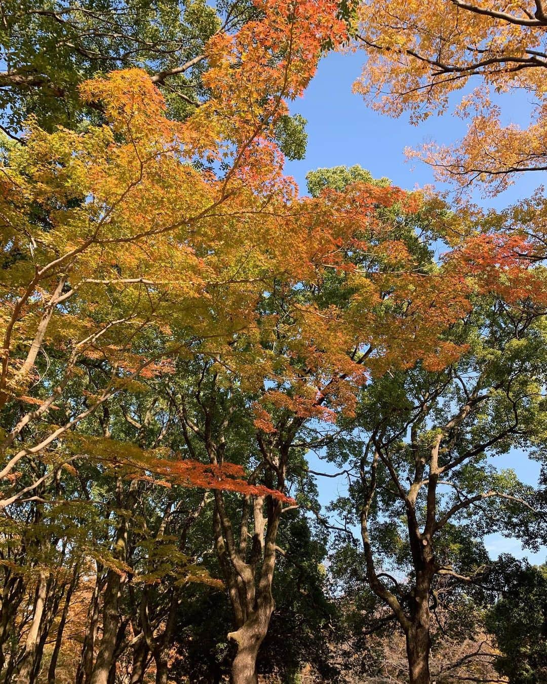 信太美月さんのインスタグラム写真 - (信太美月Instagram)「先日のぽっかぽかな日☺️水戸からはゆるが来てくれてタイミング良くみんなお休みで♡久しぶりに皆んなで会えました！穏やかな休日最高だ〜〜💖」11月24日 11時45分 - shidamizuki