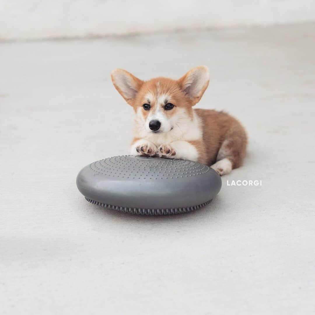 Geordi La Corgiさんのインスタグラム写真 - (Geordi La CorgiInstagram)「Just drying my nails 💁‍♂️💅」11月24日 11時52分 - lacorgi