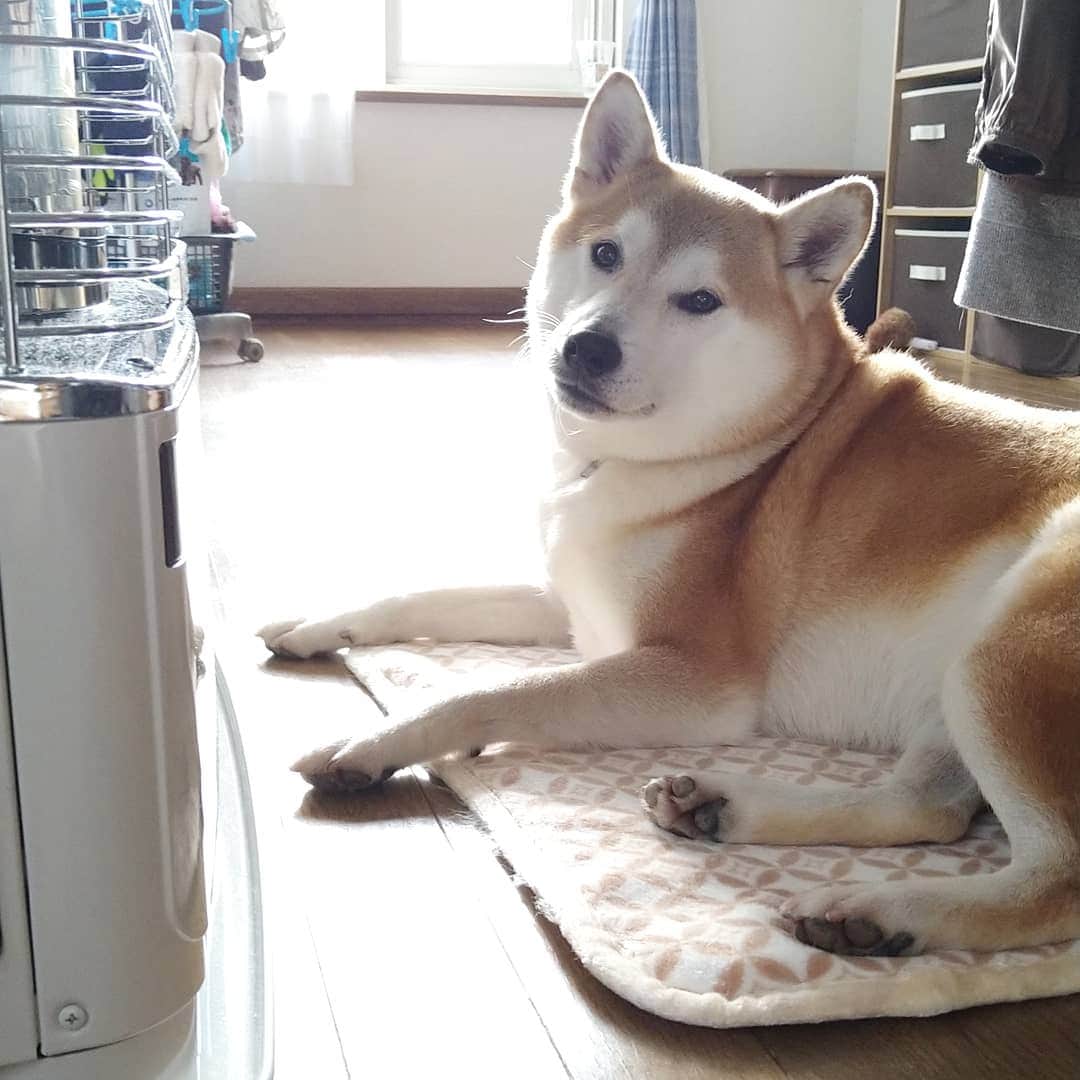 柴犬⭐️サスケのインスタグラム：「こんにちわん #今日もストー部#ストー部 #柴犬#赤柴#犬ら部#わんだフォ#いぬのいる生活 #いぬのいる暮らし #ふわもこ部 #pecoいぬ部 #shibagram #shibasnap #shibastagram #茶助#北海道#柴北会」
