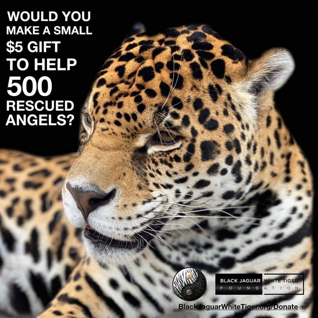 Black Jaguar-White Tiger さんのインスタグラム写真 - (Black Jaguar-White Tiger Instagram)「Your donation saves lives. 500 rescued Animals need you. Active link to donate on our bio or at www.BlackJaguarWhiteTiger.org/Donate」11月24日 11時58分 - blackjaguarwhitetiger