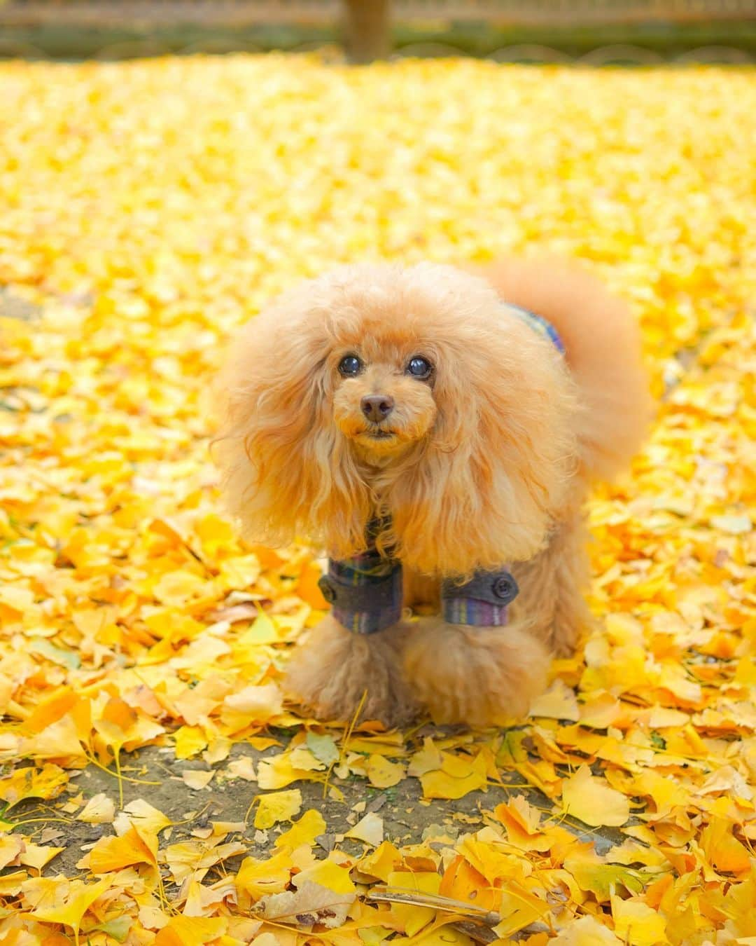 Toypoodle Mikuru?Asakusa Tokyoのインスタグラム：「20201124 Tuesday. みくるの秘密基地 であさんぽ☺️ 一面黄金色になってました。 この時期は秘密基地もキレイだなぁ🥰 . 昨夜、みきゅるんと湯沢温泉から帰ってきて、よるんぽ1時間くらいしました。 そのせいか、今朝はグダグダの あさんぽ😅 疲れてたのかなぁ😓 お顔がちょっとボーッとしてるねぇ😅 . 朝風呂、朝ビール🍺、朝日本酒🍶の生活も終わり、現実に戻ってきました🥺 頑張って働こう･･･ . 湯沢温泉旅行の模様はまた後ほど♨️ 殆ど、部屋で温泉入って飲んでたんだけどね😂 . #みくるの秘密基地 #銀杏 #あさんぽ」