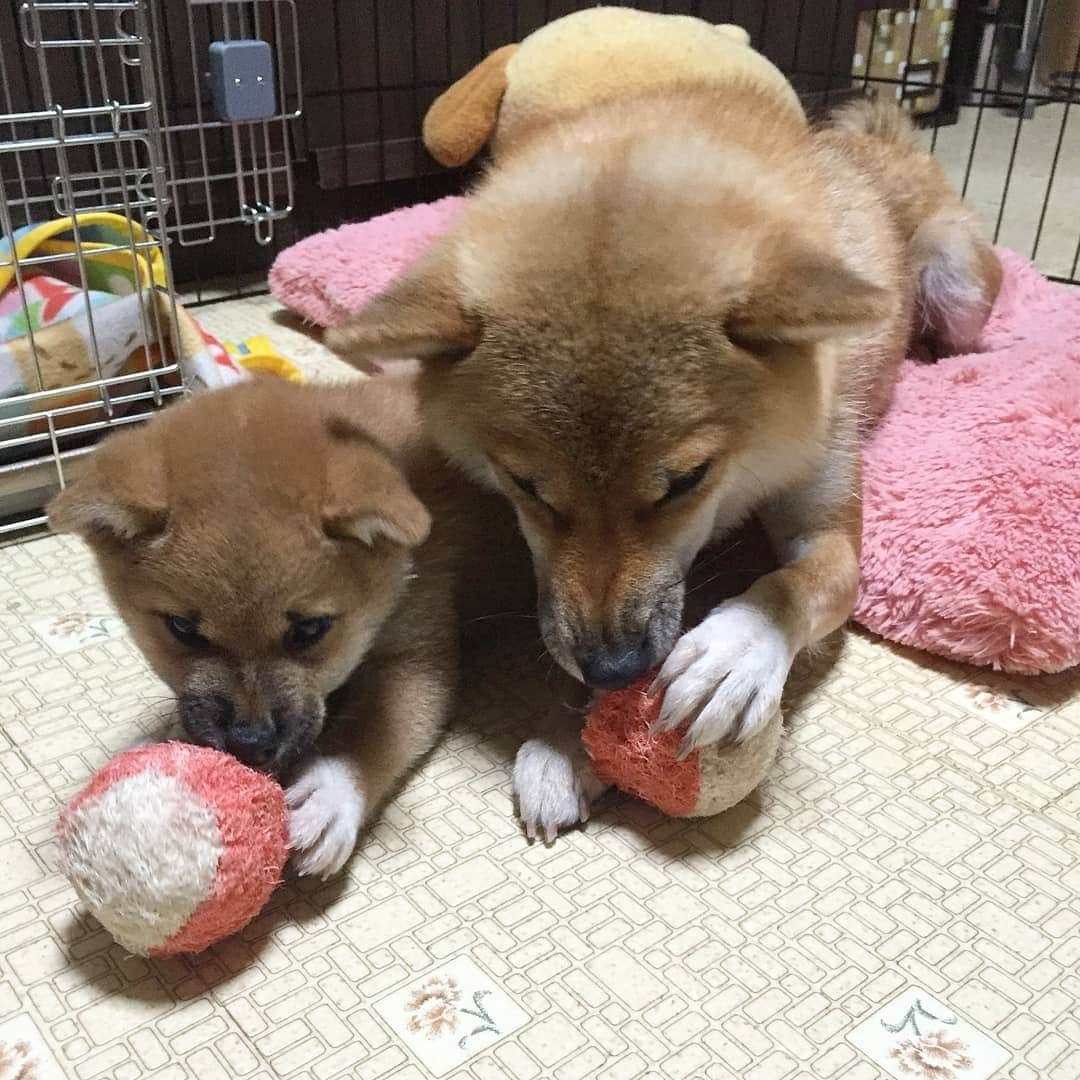 柴犬たま Shibainu Tamaのインスタグラム