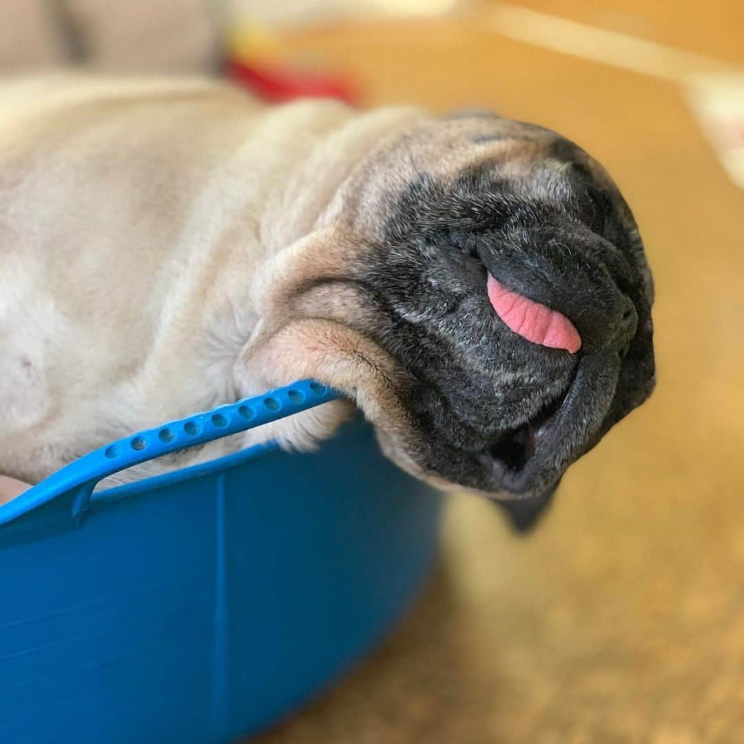 gontaさんのインスタグラム写真 - (gontaInstagram)「Today is Tuesday I'm sleepy and my head is down.😅#keelyafternootea #Gonta2#speakpug #smiliingpugs #pugjapan #pug #love #pugsofinstagram #zerozeropug #pugshit」11月24日 12時45分 - gehhah