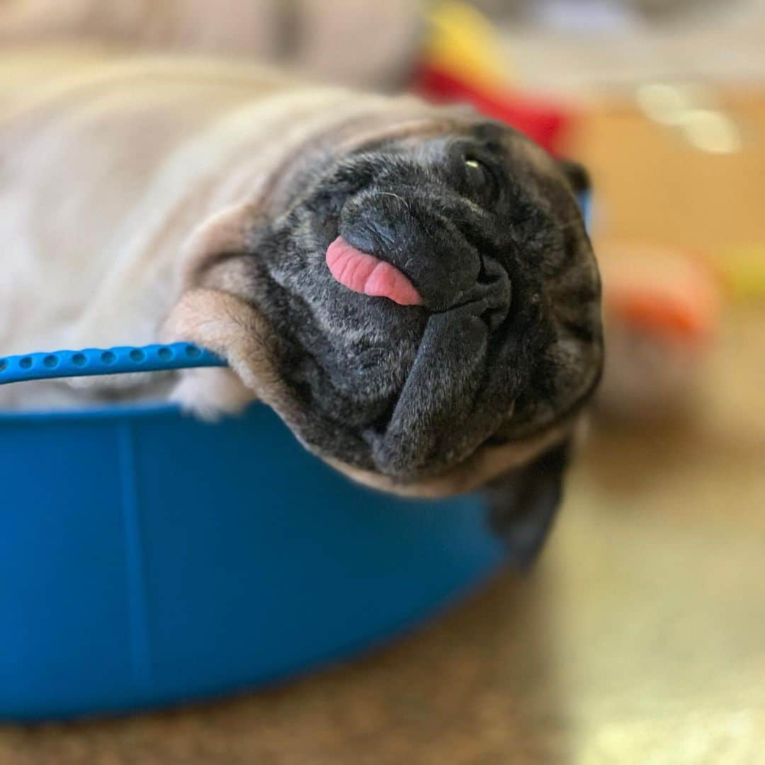 gontaさんのインスタグラム写真 - (gontaInstagram)「Today is Tuesday I'm sleepy and my head is down.😅#keelyafternootea #Gonta2#speakpug #smiliingpugs #pugjapan #pug #love #pugsofinstagram #zerozeropug #pugshit」11月24日 12時45分 - gehhah