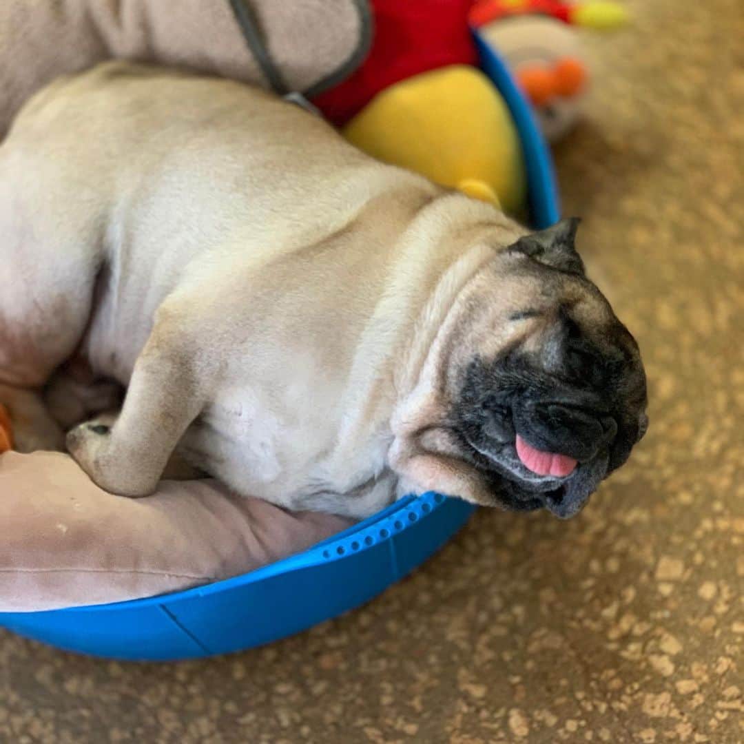 gontaのインスタグラム：「Today is Tuesday I'm sleepy and my head is down.😅#keelyafternootea #Gonta2#speakpug #smiliingpugs #pugjapan #pug #love #pugsofinstagram #zerozeropug #pugshit」