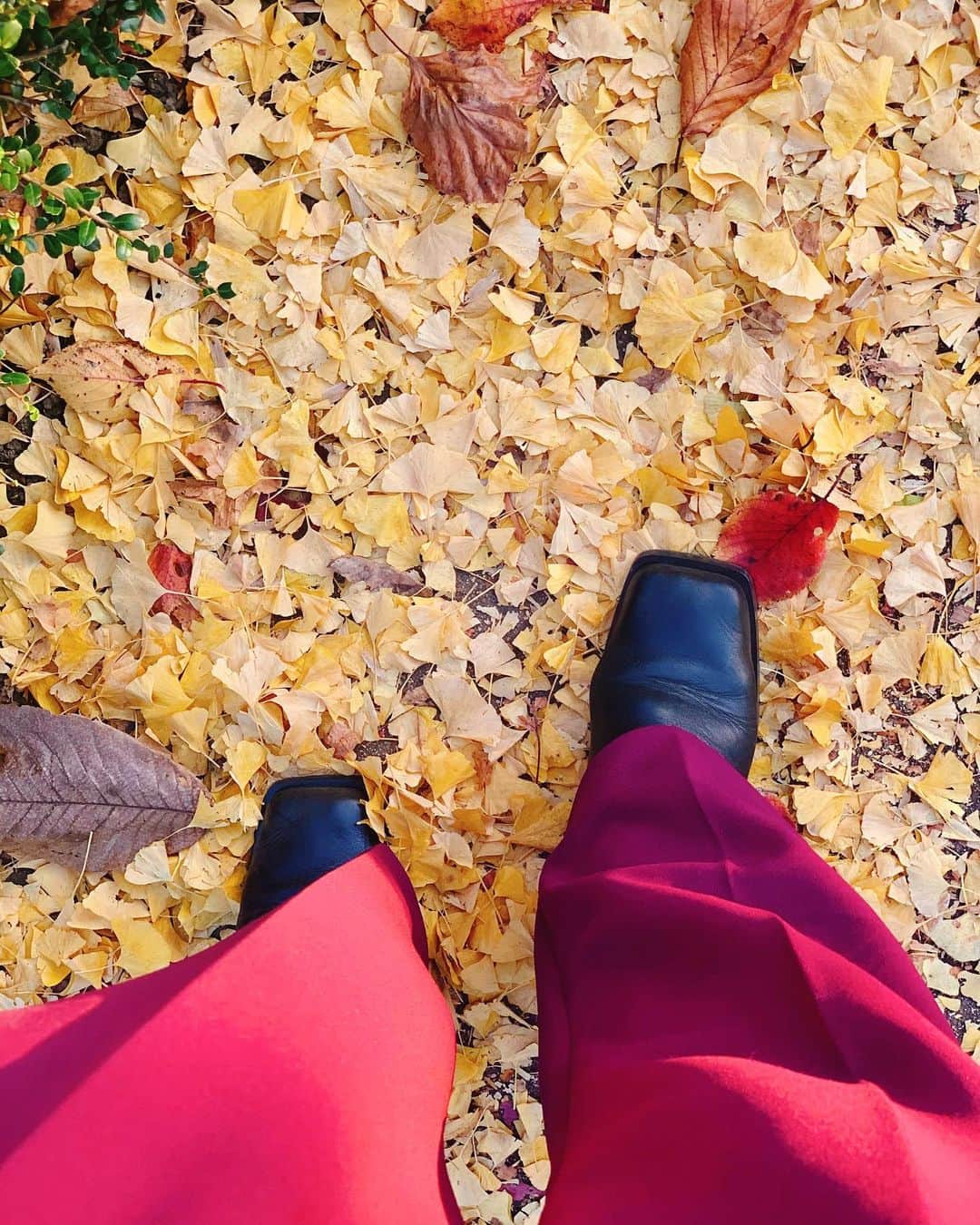 出浦寛子（HIROKO）さんのインスタグラム写真 - (出浦寛子（HIROKO）Instagram)「#イチョウのじゅうたん #散歩 #紅葉  #autumn #detsuko﻿ #deurahiroko﻿ #でつこ﻿ #出浦寛子」11月24日 13時24分 - detsuko
