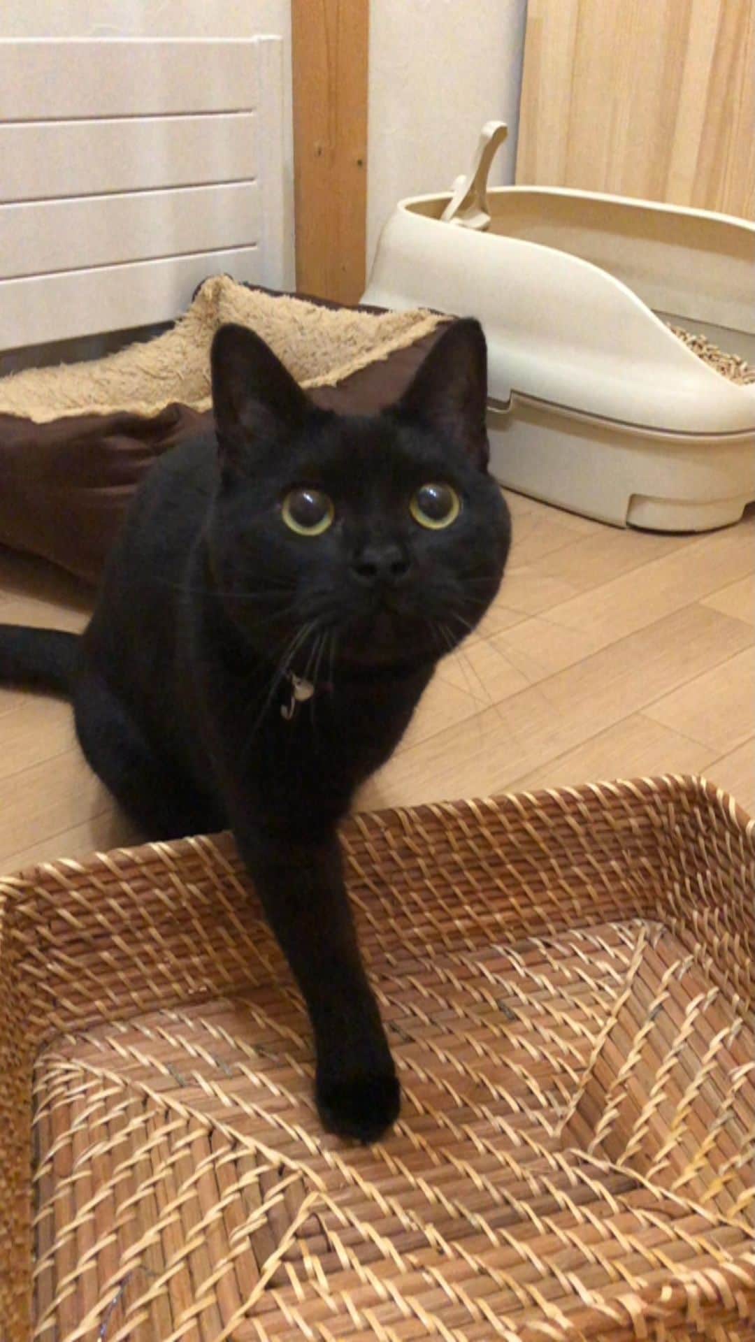 マアルのインスタグラム：「ごまさん #😽 #北海道 #旭川 #黒猫  @psmaaru #catsofinstagram #meowfeature #kitty #catoftheday #pleasantcat #instacat #dailycat #meowed #katze #happycatclub #cats_of_day #petsofinstagram #neko #catfeature #catlover #cats #weeklyfluff #cat #catloversclub #excellent_cats #kitty #catphoto #cats_of_instagram #냥스타그램 #고양이 #แมว #blackcat」