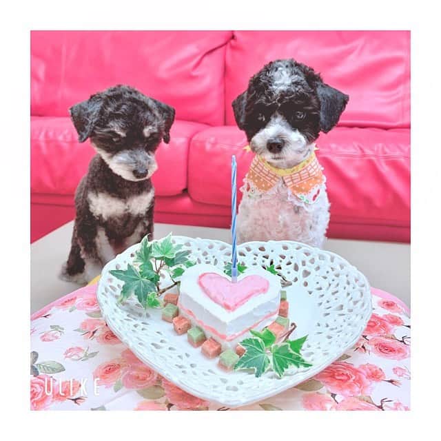 籠谷さくらさんのインスタグラム写真 - (籠谷さくらInstagram)「【チルチル🐮1歳のお誕生日】 の時の写真と動画を母から送られてきました🥰  動画かわいいから見てほしい❤️  ハートのケーキは、母の手作りです💞 私の妹2匹は、とても可愛い😍❤️」11月24日 14時03分 - komoriya_sakura_official