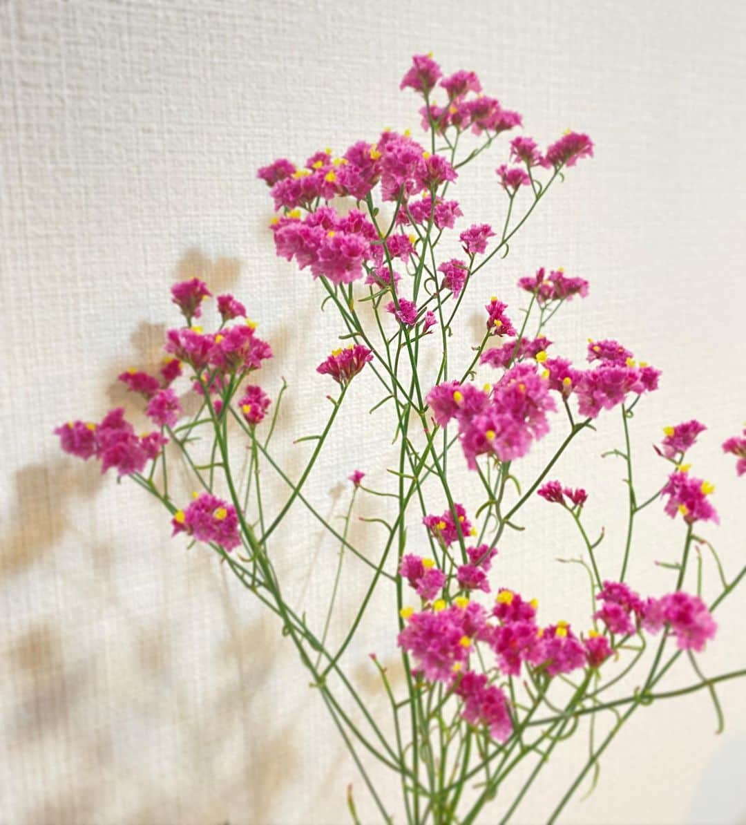 廣岡聖さんのインスタグラム写真 - (廣岡聖Instagram)「#おうちのお花  いつもは選ばないピンク☺︎」11月24日 14時04分 - hirooka_hijiri