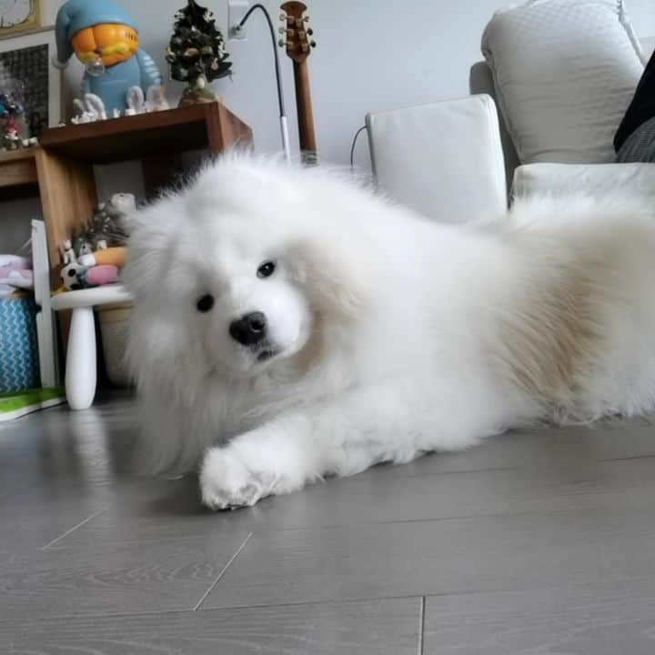 Alex Toのインスタグラム：「Woof~~~~ 😘😘😘 #cute #dog #doglover #dogsofinstagram #dogoftheday #dogofthedayjp #dogstagram #fluffy #hkig #hongkong #ilovemydog #instadog #instagood #instamood #instagraphy #instapic #samoyedoninstagram #pet #petlovers #petsofinstagram #petstagram #photooftheday #puppy #pupsofinstagram #samoyed #samoyedsofinstagram #webstagram #犬 #サモエド」