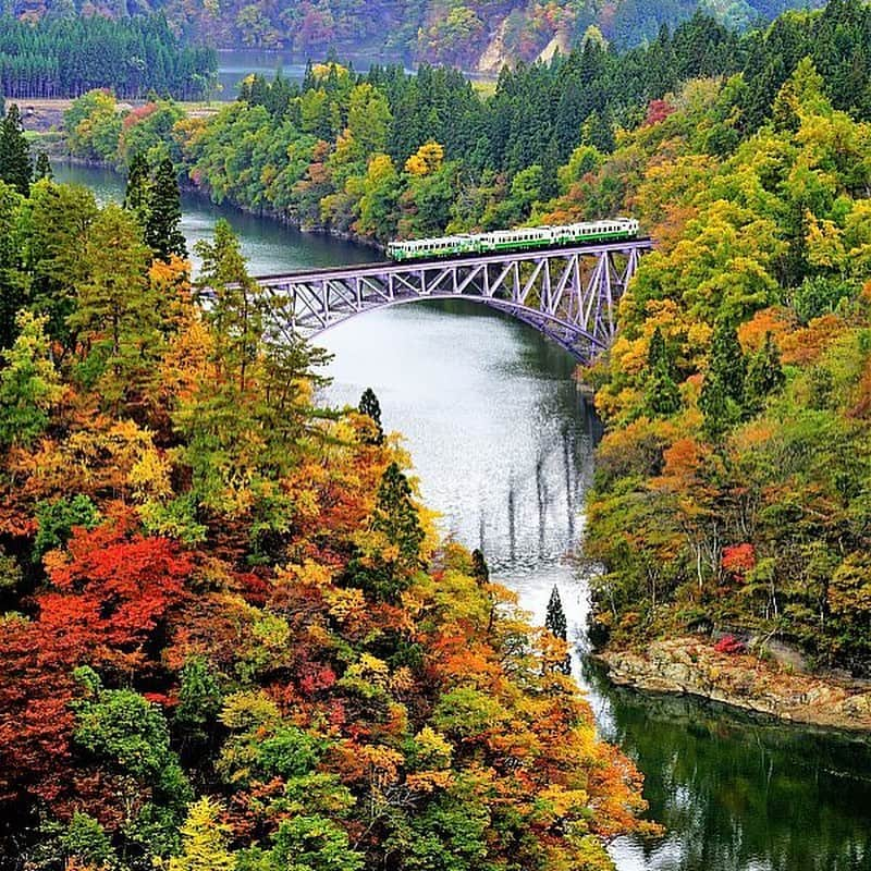 Rediscover Fukushimaさんのインスタグラム写真 - (Rediscover FukushimaInstagram)「The JR Tadami Line is a local train line that passes through the Aizu into Oku-Aizu area. 🚃✨﻿ ﻿ There are many viewpoints, but the best highlight is the Tadami River No.1 Bridge Viewpoint, the first picture of this post 😊﻿ ﻿ Passengers on this train get to see some great views, including those of colorful autumn leaves. 🍂🍁✨﻿ ﻿ Check our website for more on trip to Oku-Aizu area!﻿ ﻿ https://fukushima.travel/itineraries/oku-aizu-area-day-trip/3﻿ ﻿ 🏷﻿ ( #fukushima #japan #autumn #fall #fallcolors #visitfukushima! #travel #nature #northernjapan #touhoku #train #localtrain #tadamiline　#trainstagram #tadamiriver #tadamiline #railroad #trainspotting #railphotography #trainstagram #railfanning #traintravel #railtravel #railways_of_our_world　#greatview #autumncolors #autumnleaves #japan #japantravel #jrpass ﻿ #福島県 #只見線)﻿」11月24日 14時41分 - rediscoverfukushima