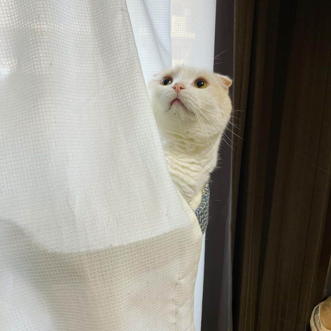 はなぼくろきなこさんのインスタグラム写真 - (はなぼくろきなこInstagram)「ふと窓を見たらきなちょがカーテンの隙間から出てきてて、ほっこり🥺🧡  #はなきな  #にゃんこ  #スコティッシュフォールド #猫  #猫のいる暮らし #😻　#みんねこ　#ねこすたぐらむ」11月24日 14時36分 - hanabokurokinako