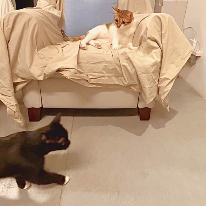Katetsaiのインスタグラム：「事實證明有些事不是靠耐（ㄅㄧㄢˋ）心（ㄊㄞˋ）就可達成 Facts prove that things are not completed with patience.  #從吉美後腦勺就可以感受到驚嚇 #有變態啊 #邊緣宅貓麻吉  #cat #neko #ネコ #ねこ #猫  #Machifansclub #麻吉Machi  #吉美jigme #Jigmefansclub #catsofinstagram #katetsaivideo」