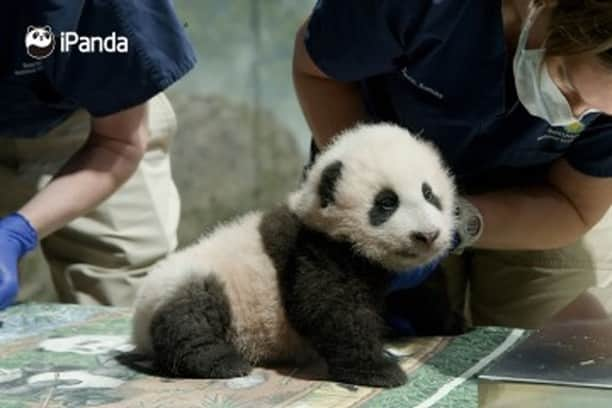 iPandaさんのインスタグラム写真 - (iPandaInstagram)「The giant panda cub born on August 21 at the Smithsonian's National Zoo in the US was named Xiao Qiji, which is Mandarin Chinese for "little miracle." His name was one of four that the public could vote in an online poll last week. (Photo credit: CFP.CN) 🐼 🐼 🐼 #Panda #iPanda #Cute #PandaNews #CCRCGP #FriendshipMessenger #PandaPic #HowGiantPandasGrowUp」11月24日 15時21分 - ipandachannel