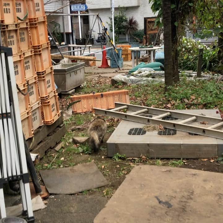 加藤紀子のインスタグラム：「畑で出荷作業中、目の前を通り過ぎた…🐻🐻🐻  #tanuki」