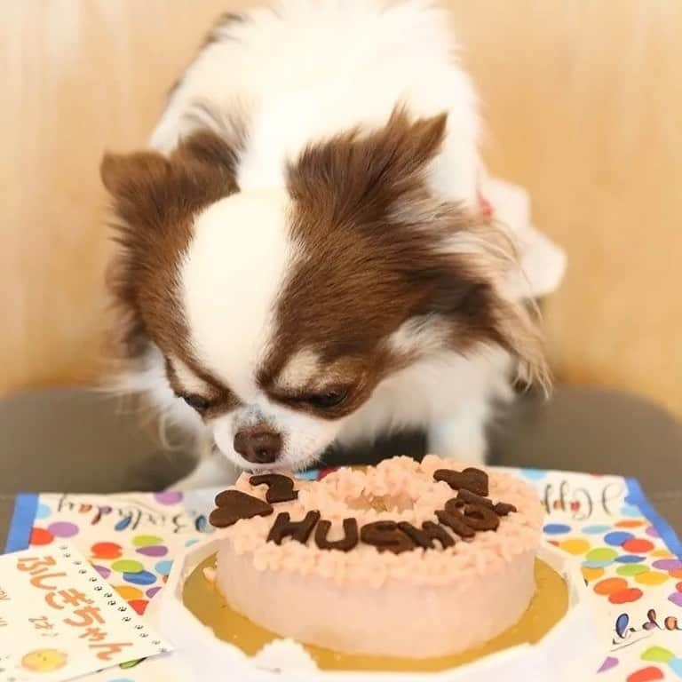 犬小屋??さんのインスタグラム写真 - (犬小屋??Instagram)「ふしぎちゃん、ケーキダイブより、ランの方が嬉しかったと思う（笑） お天気の神様が秋晴れをプレゼントしてくれた☀️ 嬉しい、楽しいお誕生日でした🎉🎊👏  #chihuahua  #チワワ #chihuahuastagram  #my_eos_photo  #canon  #canon_photos  #ファインダー越しの私の世界  #ちわわ部  #犬小屋 #ちわわ大好き  #ふしぎすたぐらむ #浜名湖レークサイドプラザ  #ドッグラン #お誕生日 #ロングコートチワワ  #ちわわのいる生活  @bururibbonstyle」11月24日 15時23分 - tiwa1109