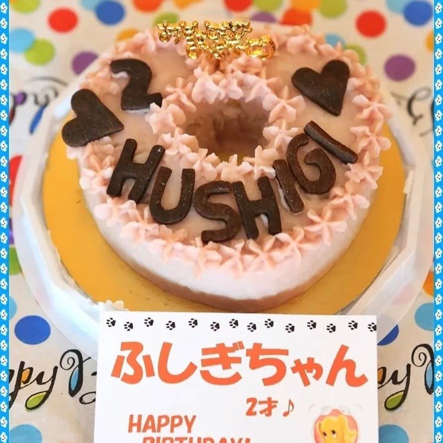 犬小屋??さんのインスタグラム写真 - (犬小屋??Instagram)「ふしぎちゃん、ケーキダイブより、ランの方が嬉しかったと思う（笑） お天気の神様が秋晴れをプレゼントしてくれた☀️ 嬉しい、楽しいお誕生日でした🎉🎊👏  #chihuahua  #チワワ #chihuahuastagram  #my_eos_photo  #canon  #canon_photos  #ファインダー越しの私の世界  #ちわわ部  #犬小屋 #ちわわ大好き  #ふしぎすたぐらむ #浜名湖レークサイドプラザ  #ドッグラン #お誕生日 #ロングコートチワワ  #ちわわのいる生活  @bururibbonstyle」11月24日 15時23分 - tiwa1109