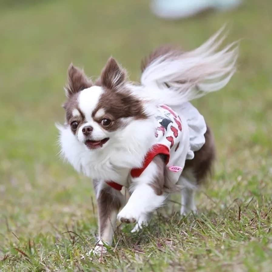 犬小屋??さんのインスタグラム写真 - (犬小屋??Instagram)「ふしぎちゃん、ケーキダイブより、ランの方が嬉しかったと思う（笑） お天気の神様が秋晴れをプレゼントしてくれた☀️ 嬉しい、楽しいお誕生日でした🎉🎊👏  #chihuahua  #チワワ #chihuahuastagram  #my_eos_photo  #canon  #canon_photos  #ファインダー越しの私の世界  #ちわわ部  #犬小屋 #ちわわ大好き  #ふしぎすたぐらむ #浜名湖レークサイドプラザ  #ドッグラン #お誕生日 #ロングコートチワワ  #ちわわのいる生活  @bururibbonstyle」11月24日 15時23分 - tiwa1109