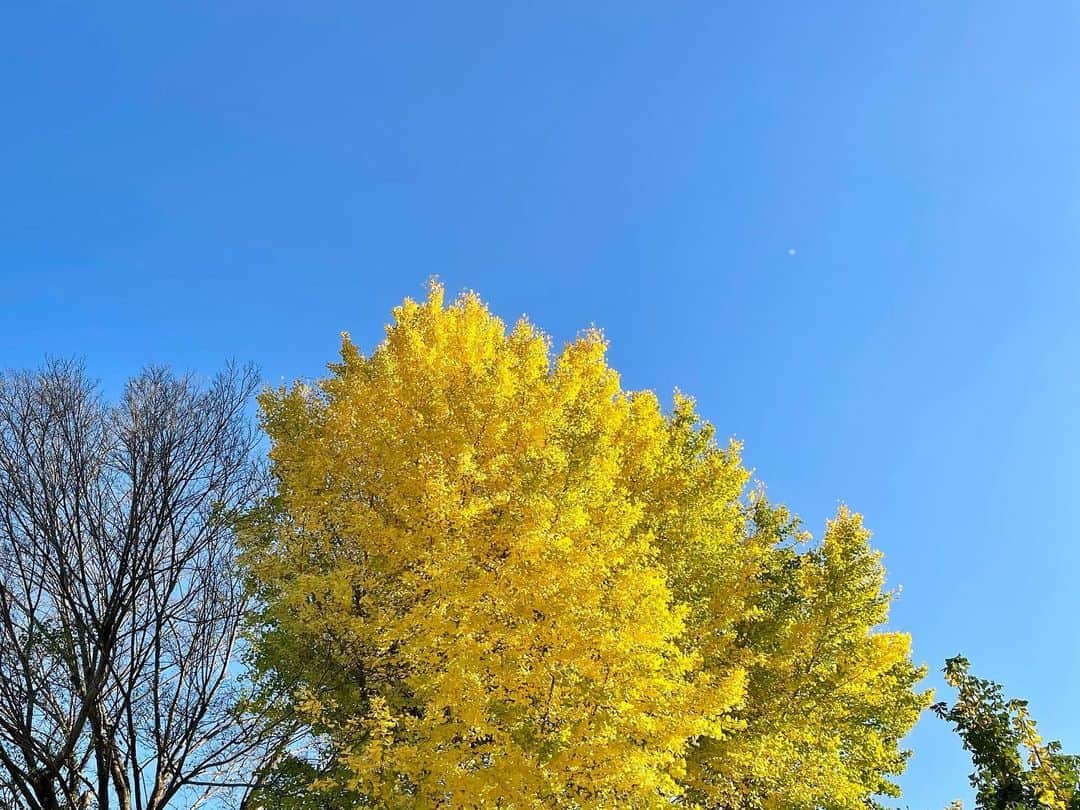 早織さんのインスタグラム写真 - (早織Instagram)「寒いのは苦手だけれど冬の空は好き」11月24日 15時30分 - saorioboegaki